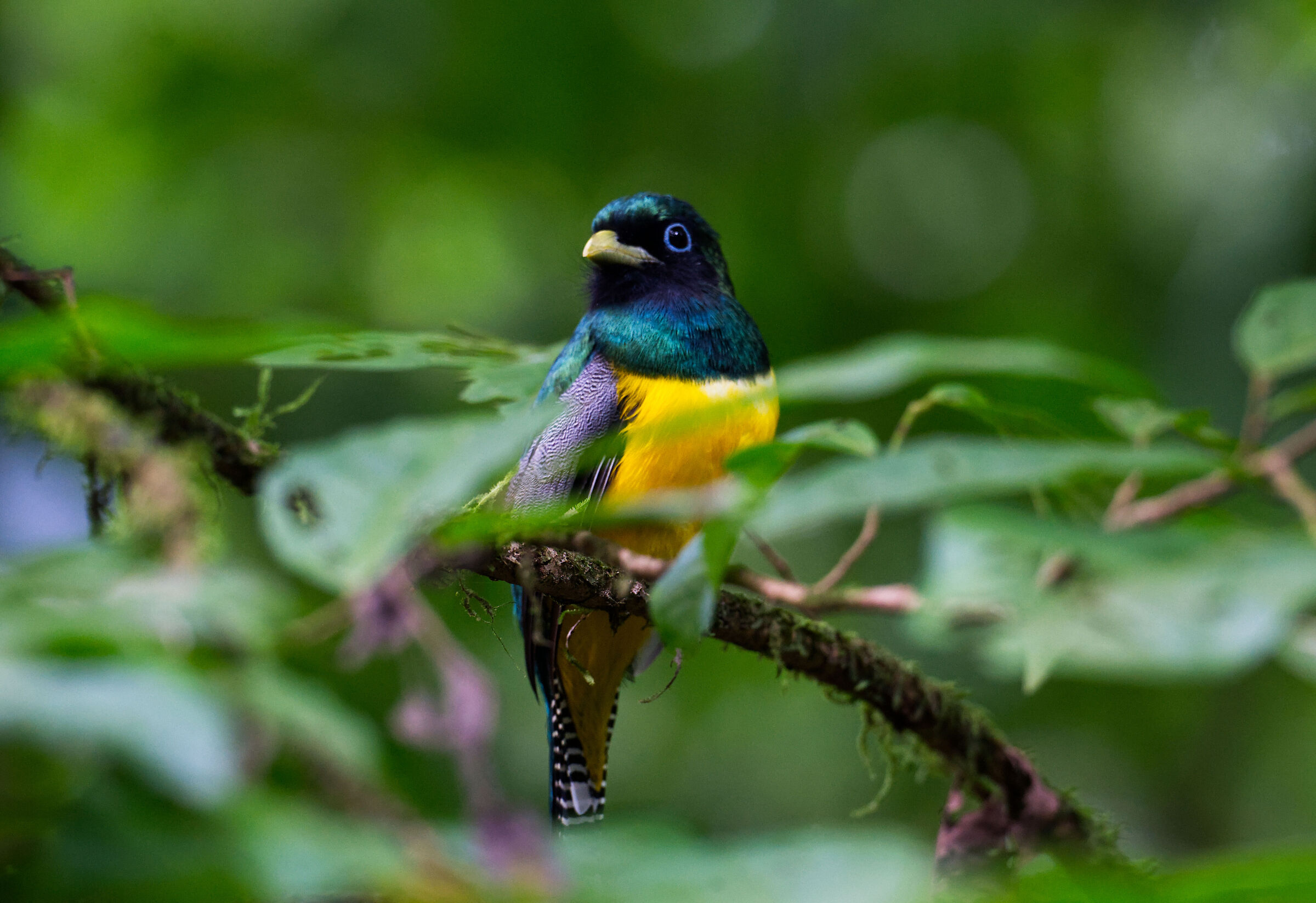 Trogon caligatus