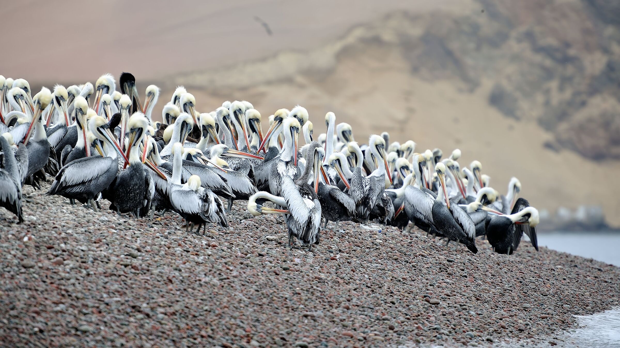 Pelicans (Paracas - Peru)