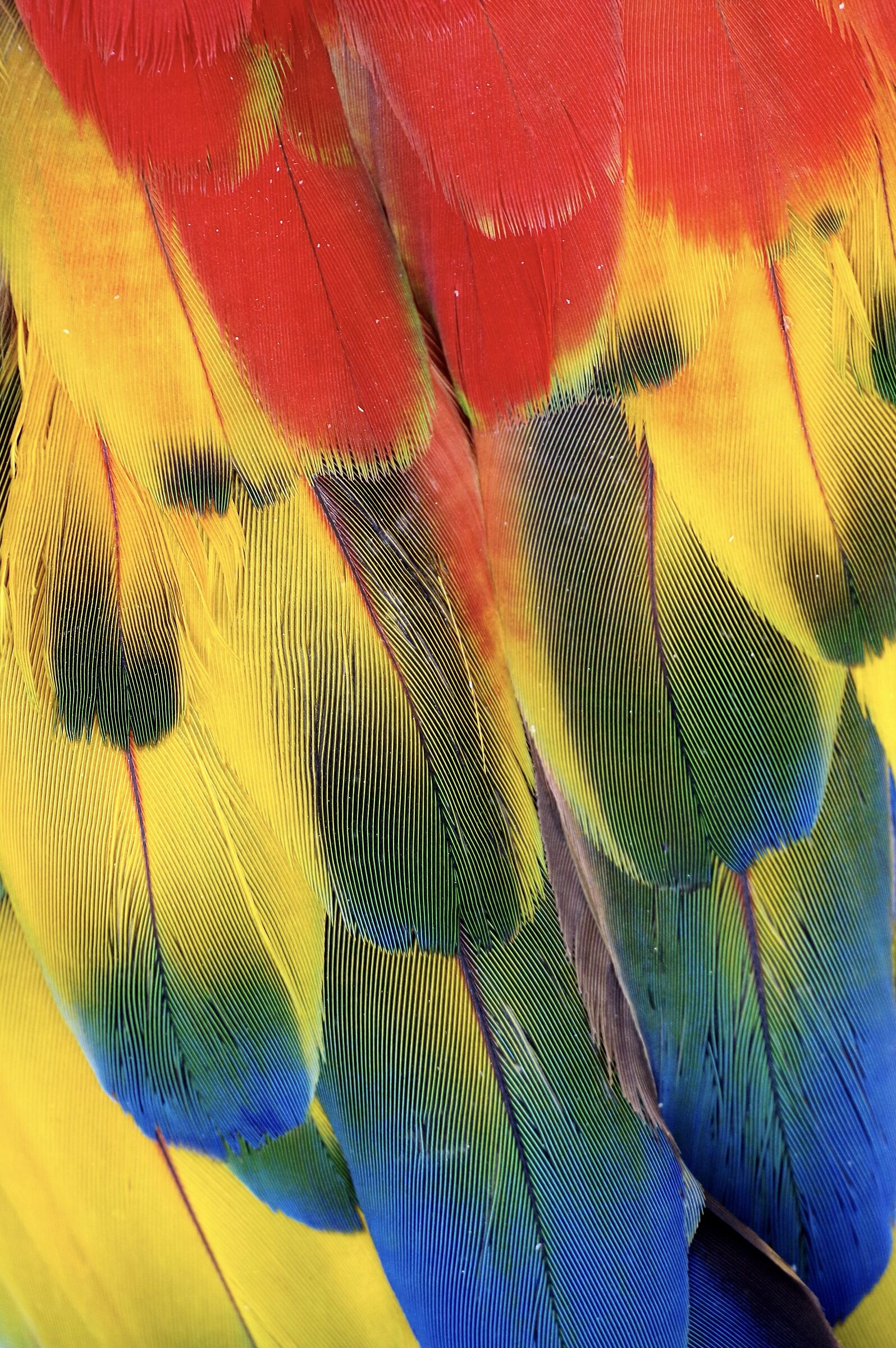 Arara (Detalhe)