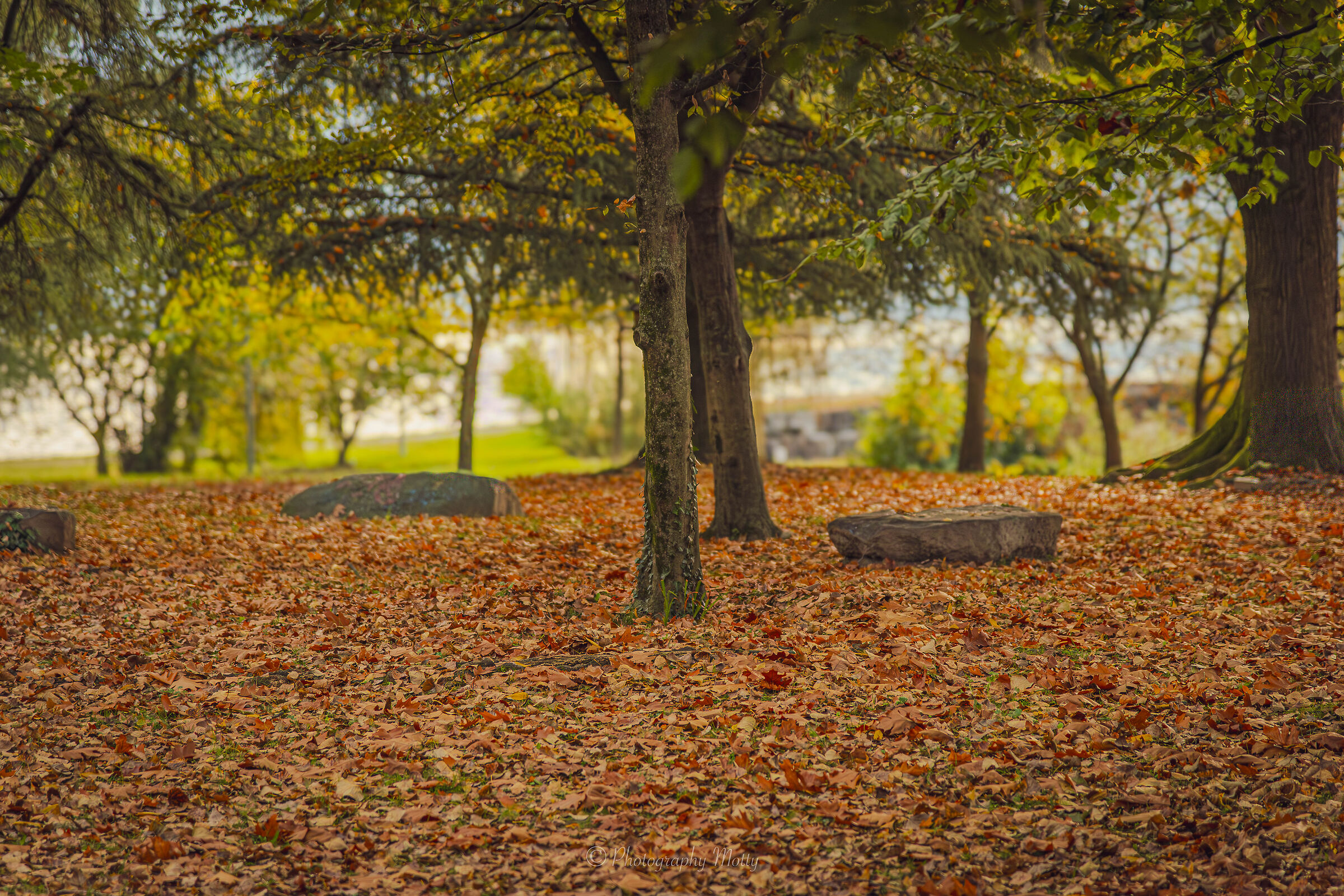 Colorazione di  stagione delle foglie
