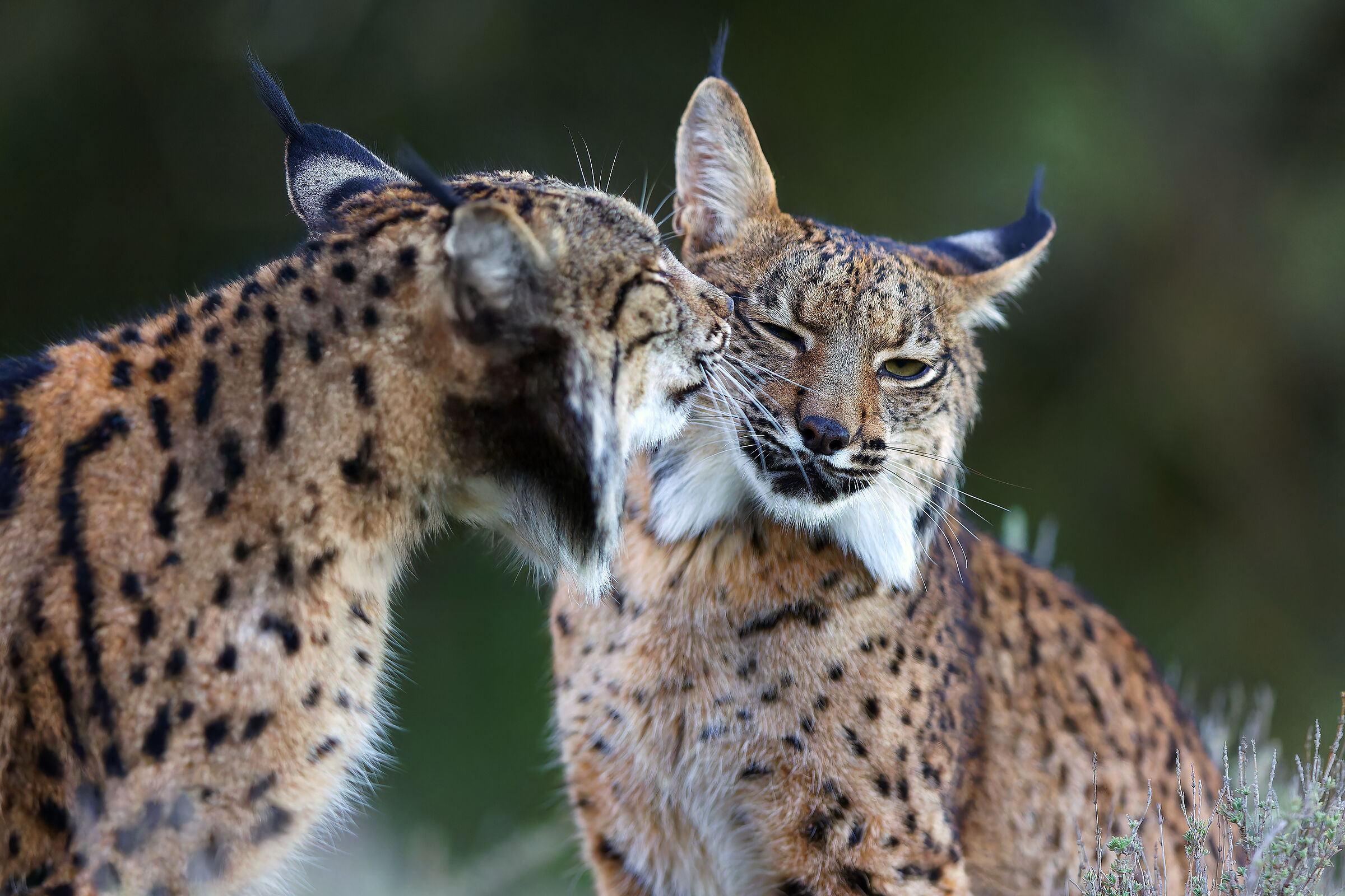 Lynx