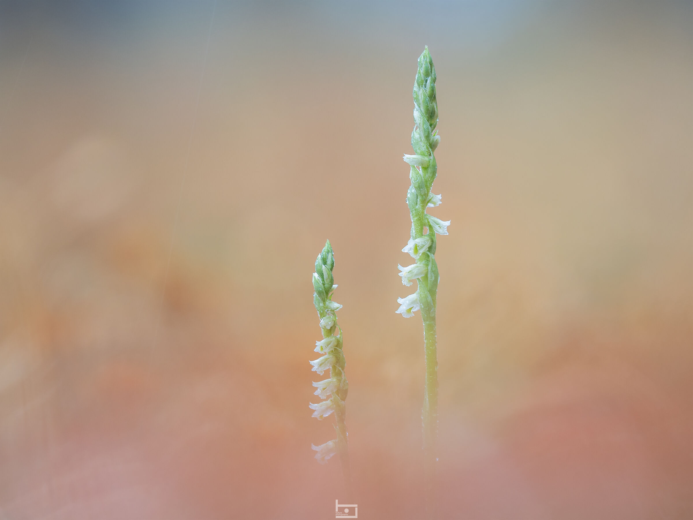 Rainbow droplets