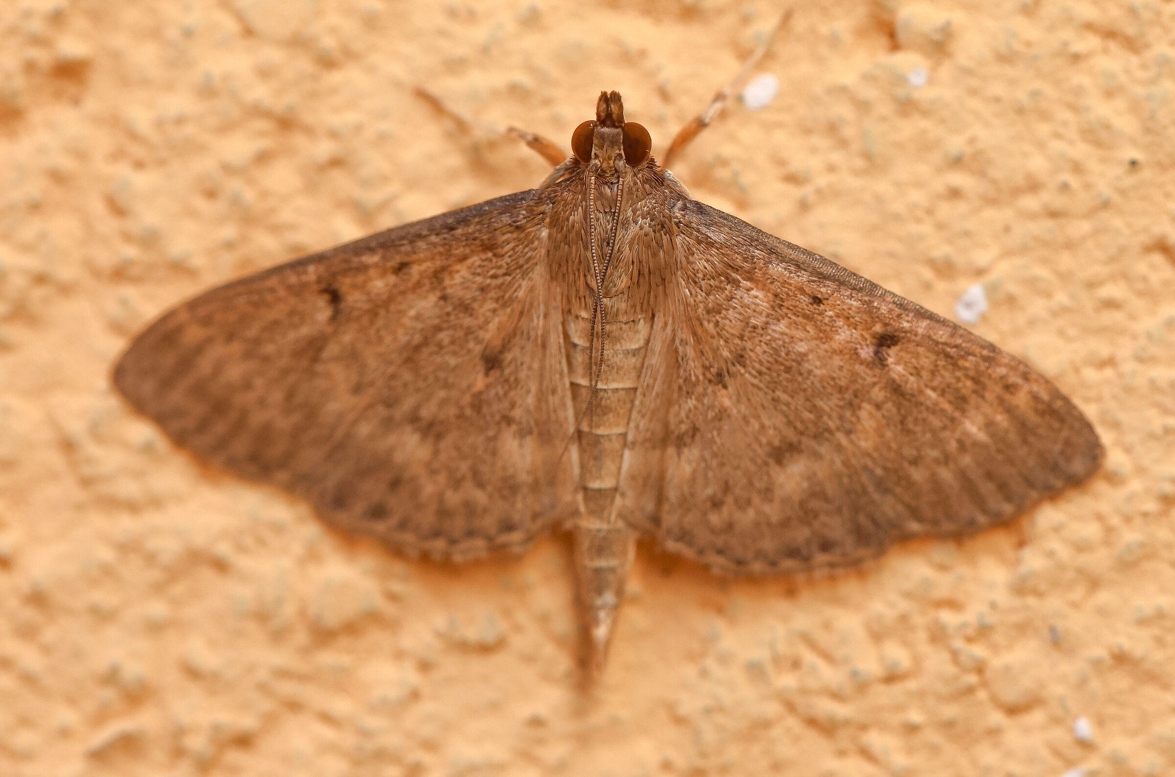 Moth?