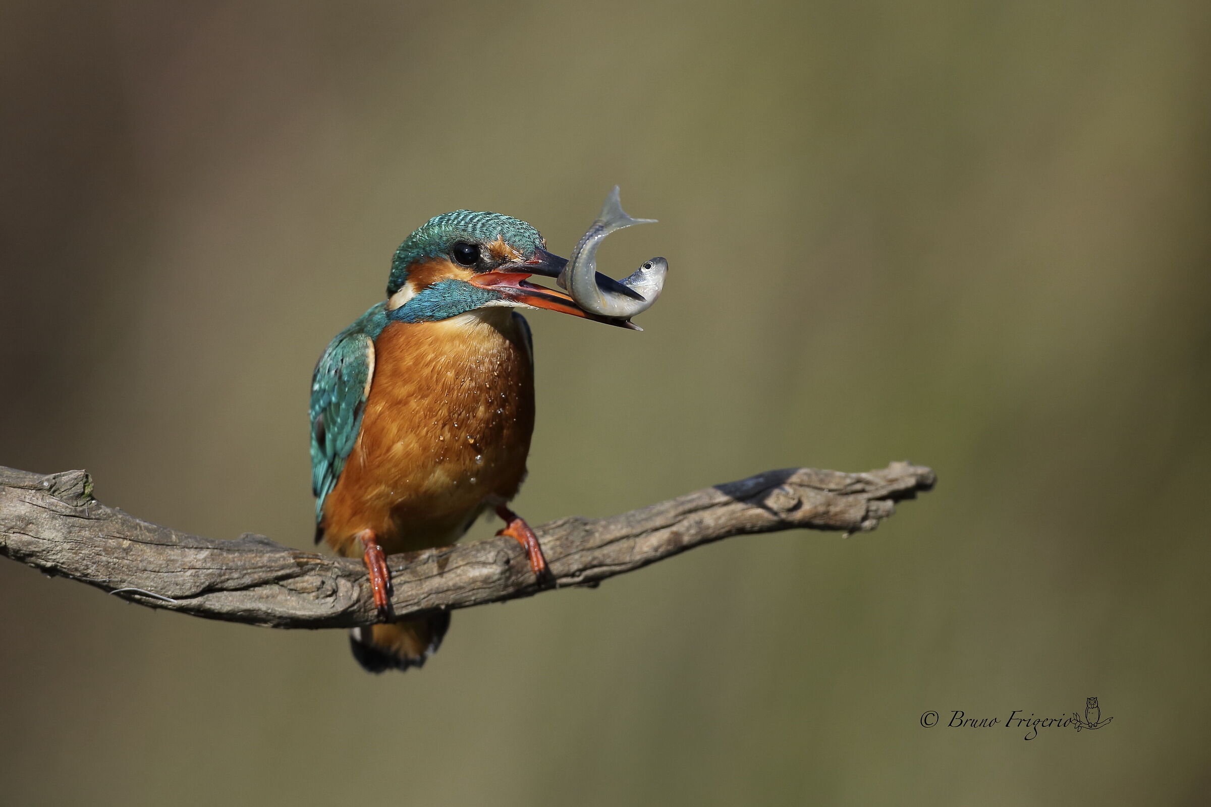 kingfisher
