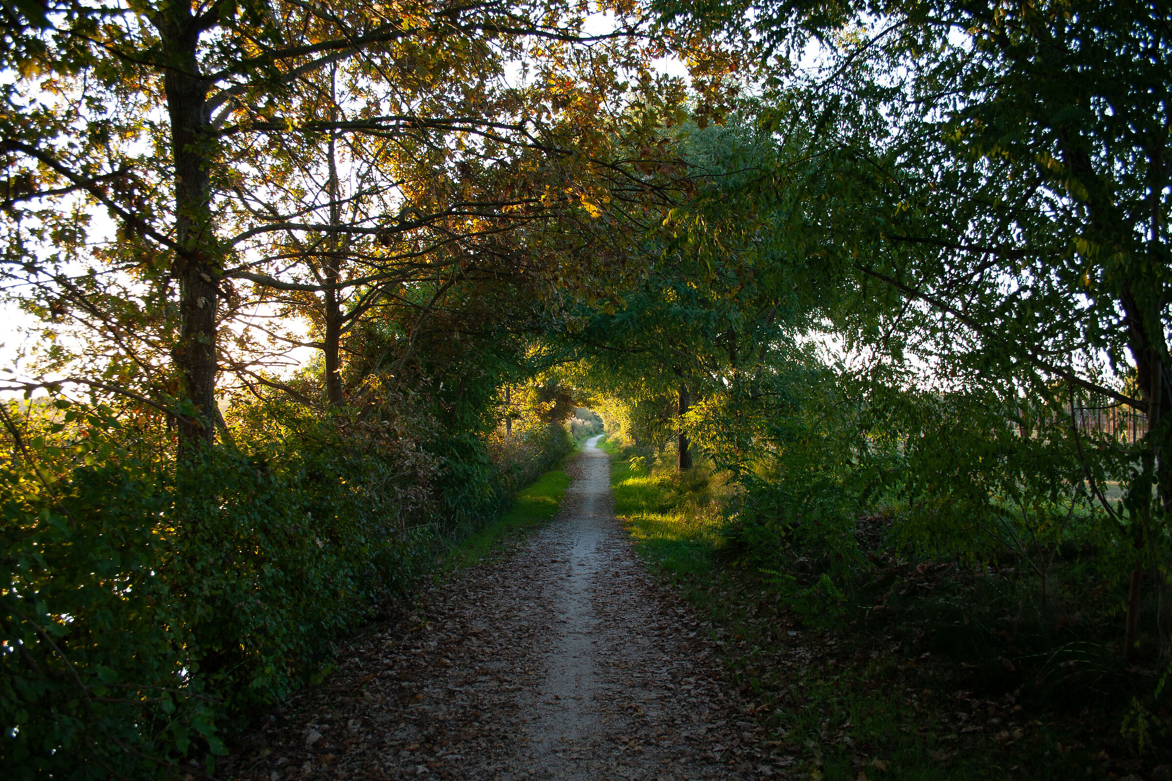 Trails