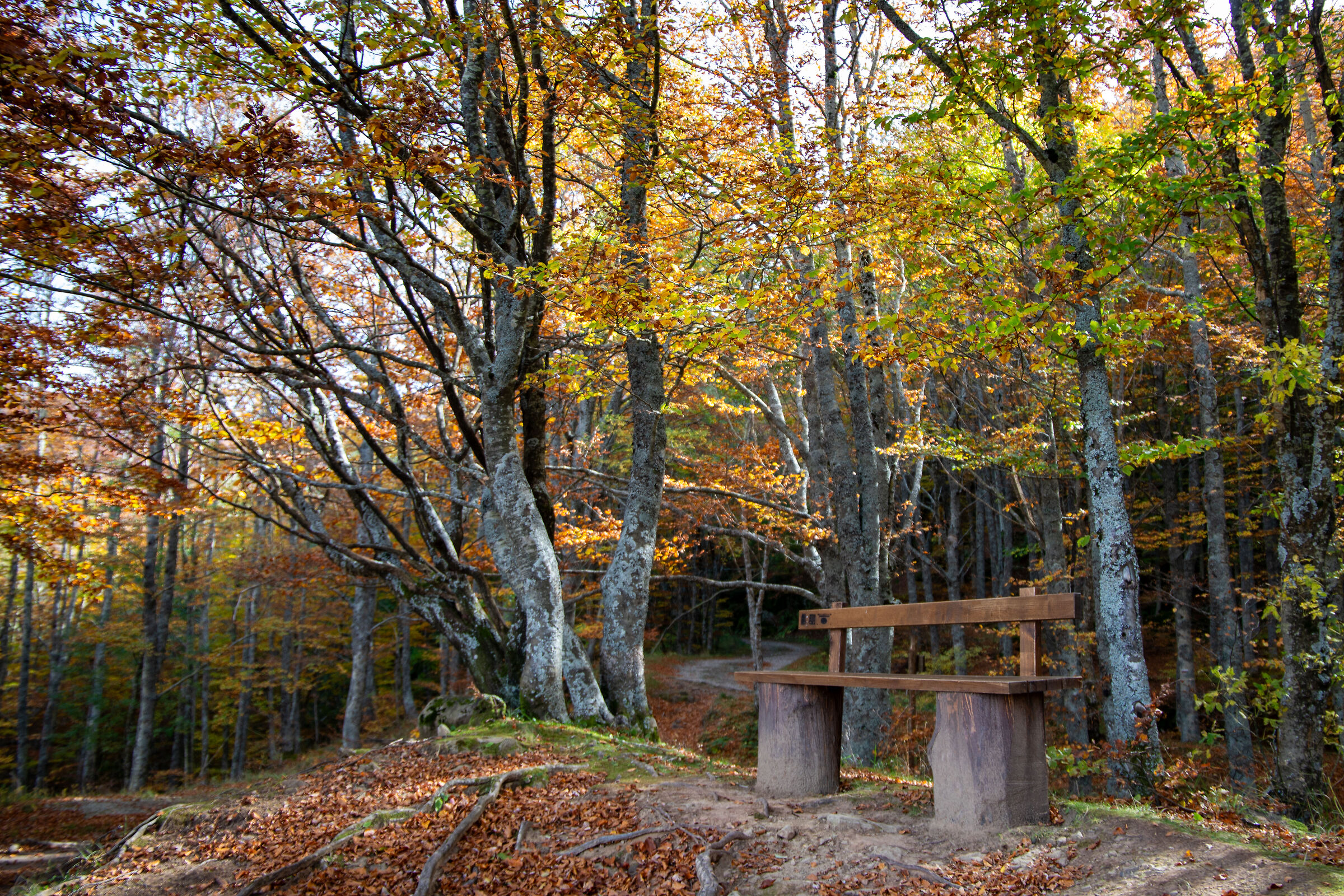 Seduta autunnale