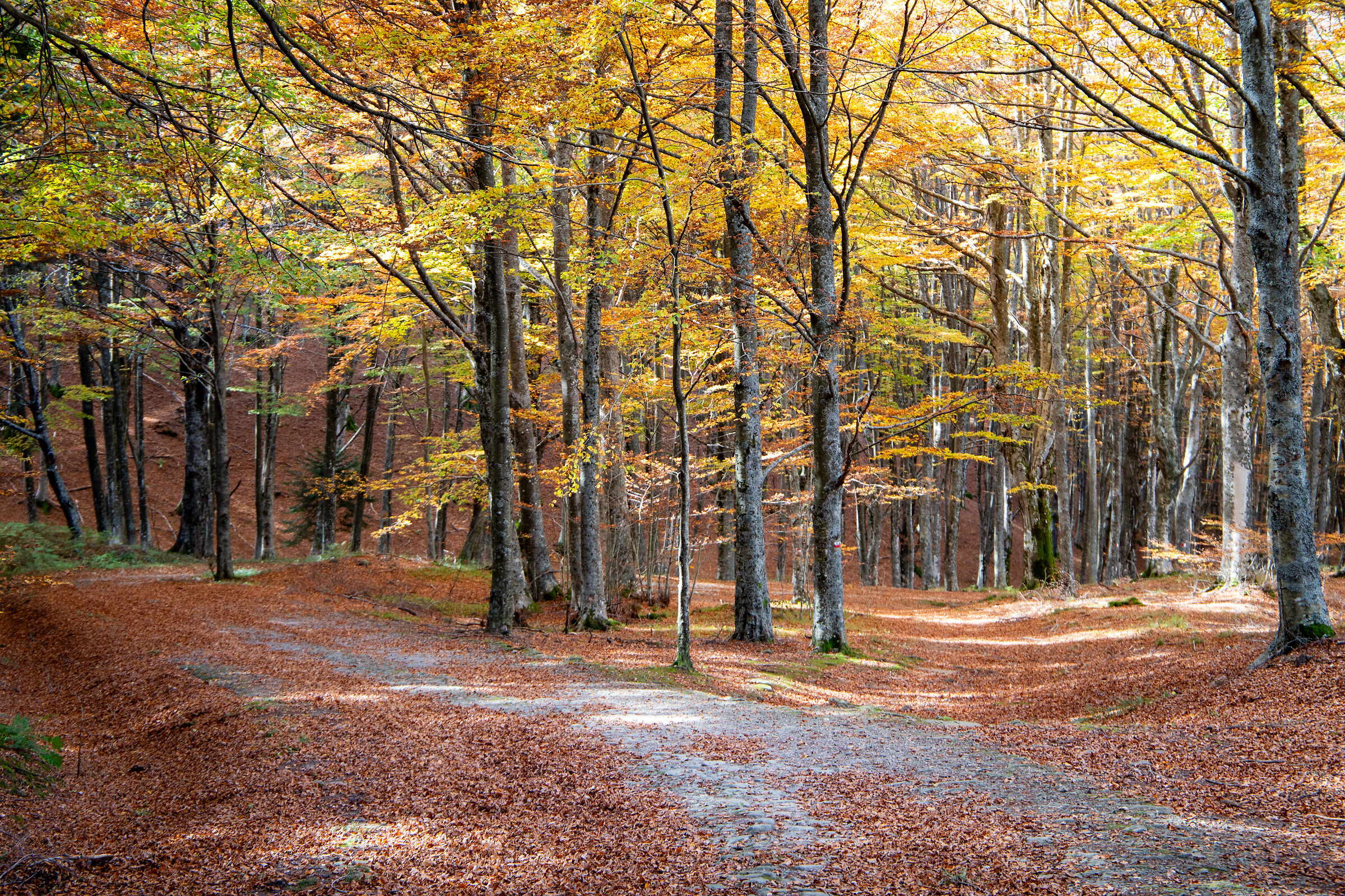 Il bello d'autunno