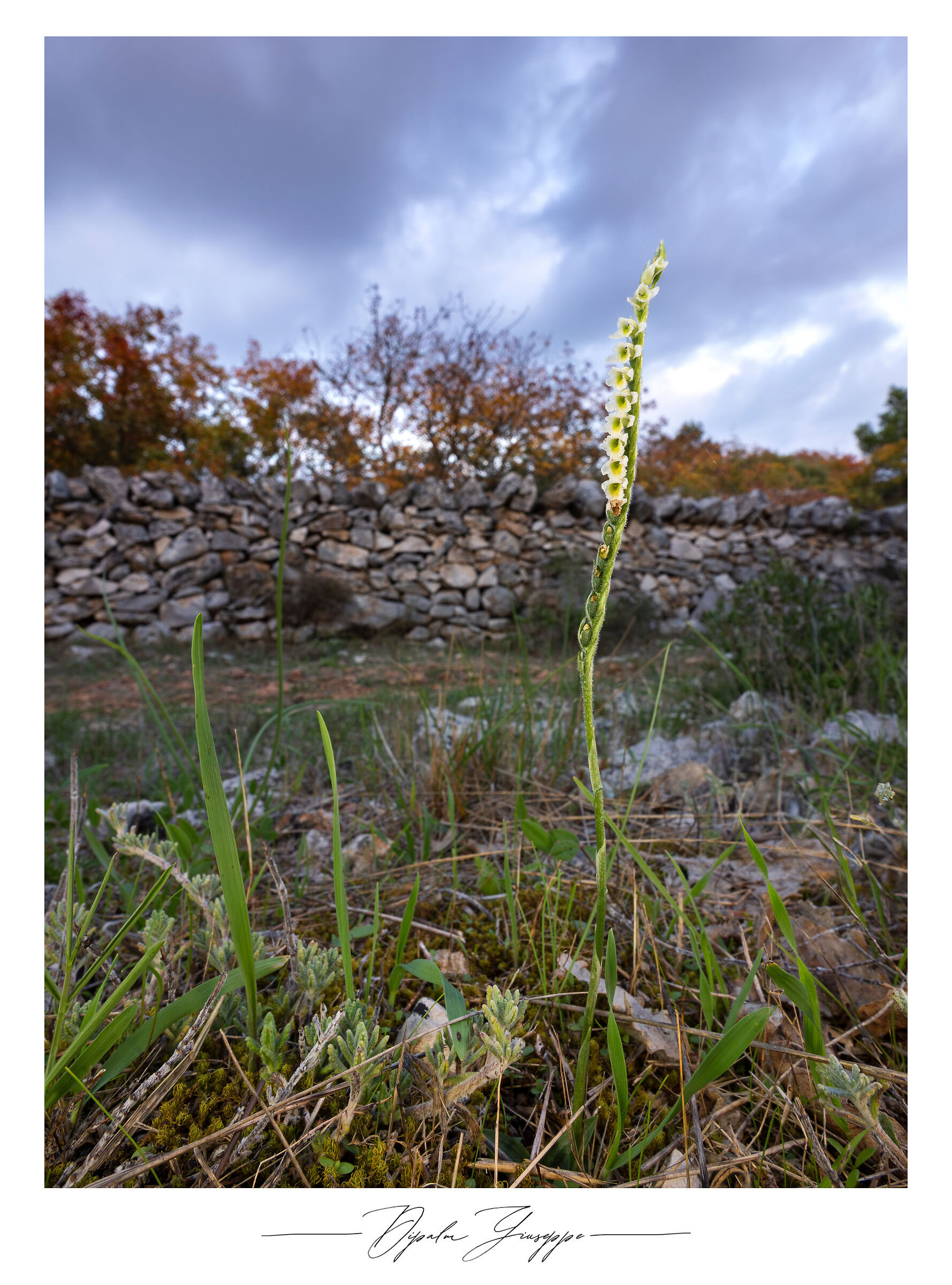 Spiranthes spiralis