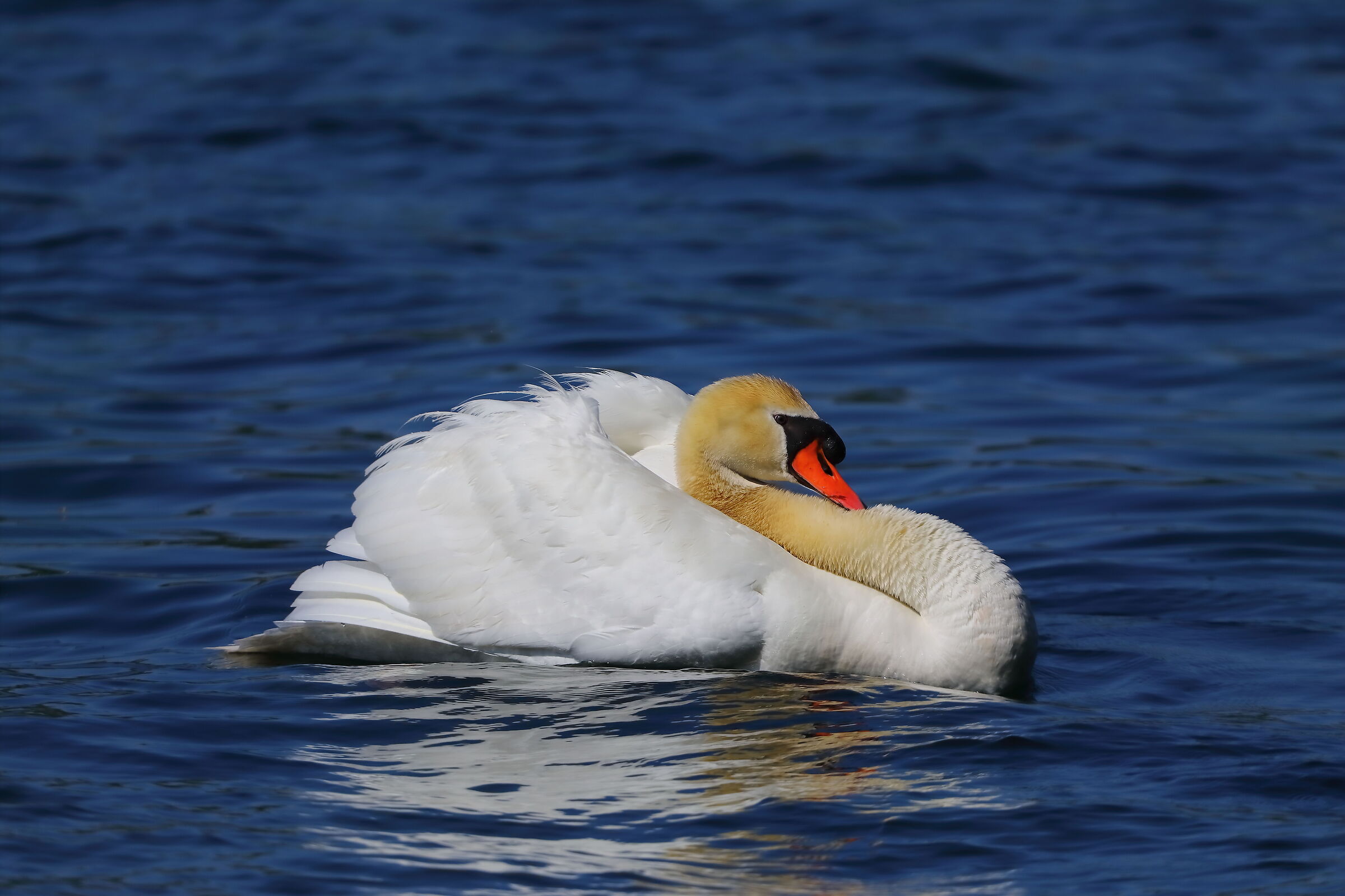 Comodo 29 aprile 2025 - 0058