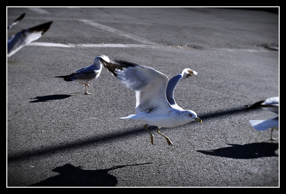 Gulls in New York