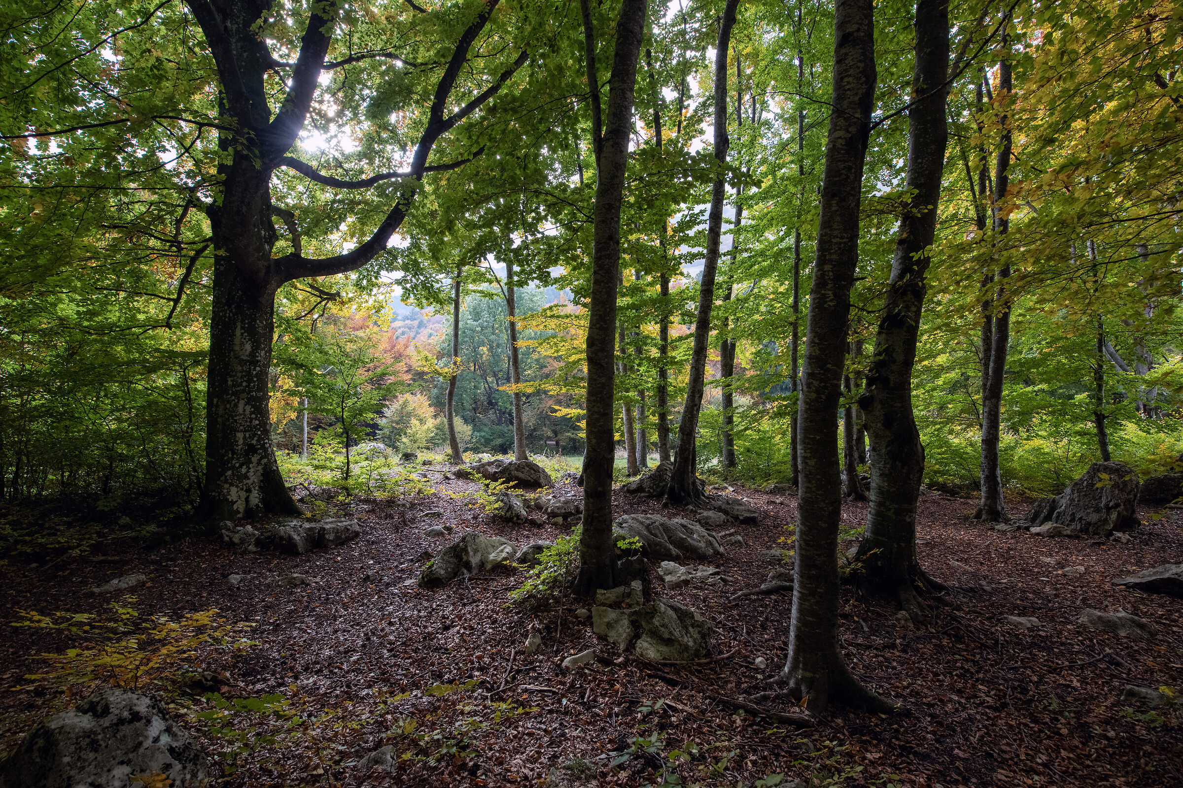 Malga IME - dintorni