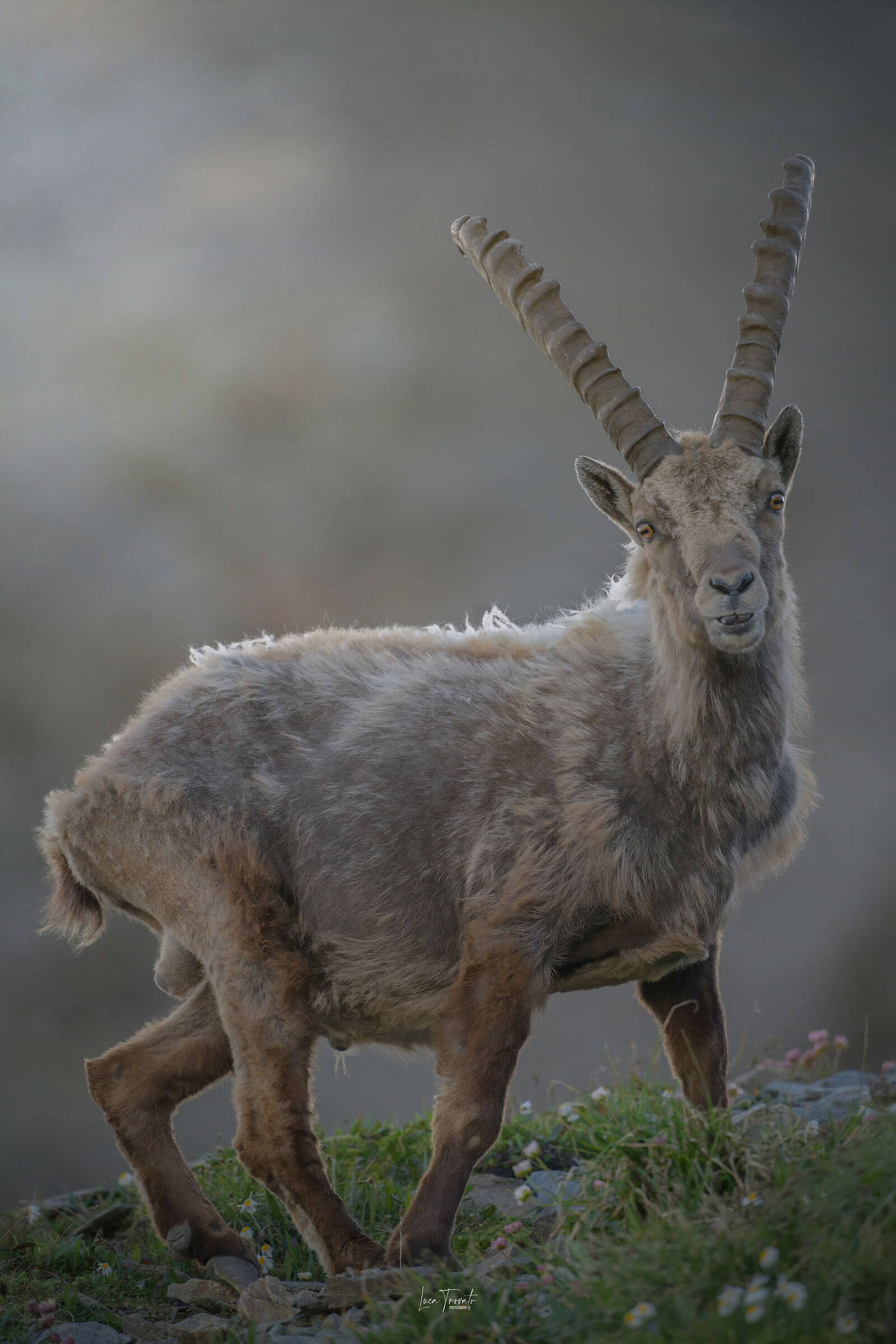 Stambecco (capra Ibex)