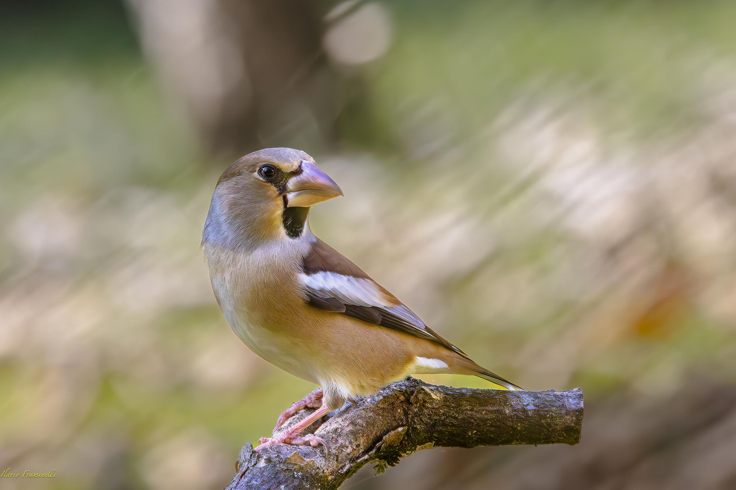 Hawfinch