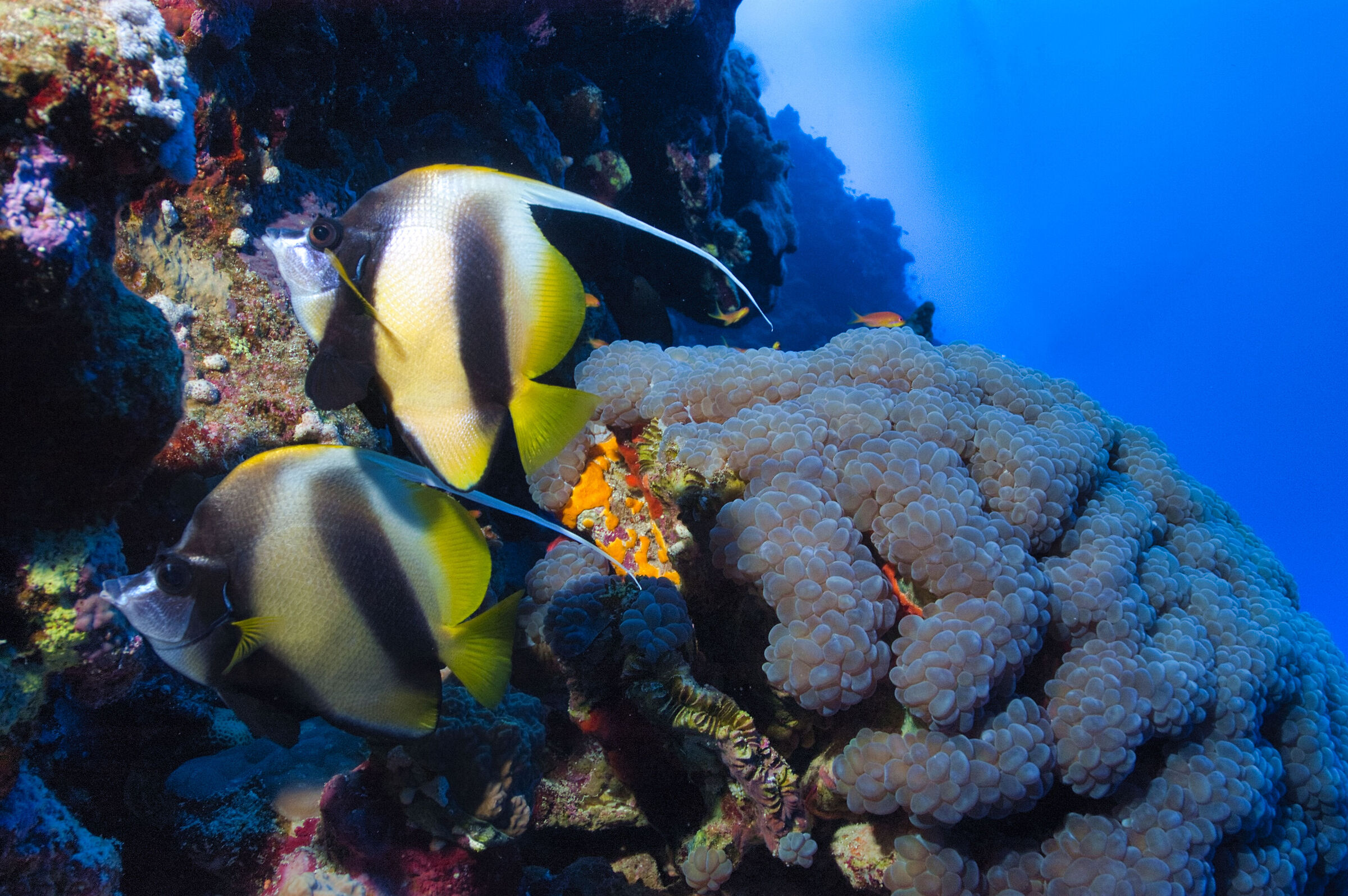 Plerogyra sinuosa - Bubble coral