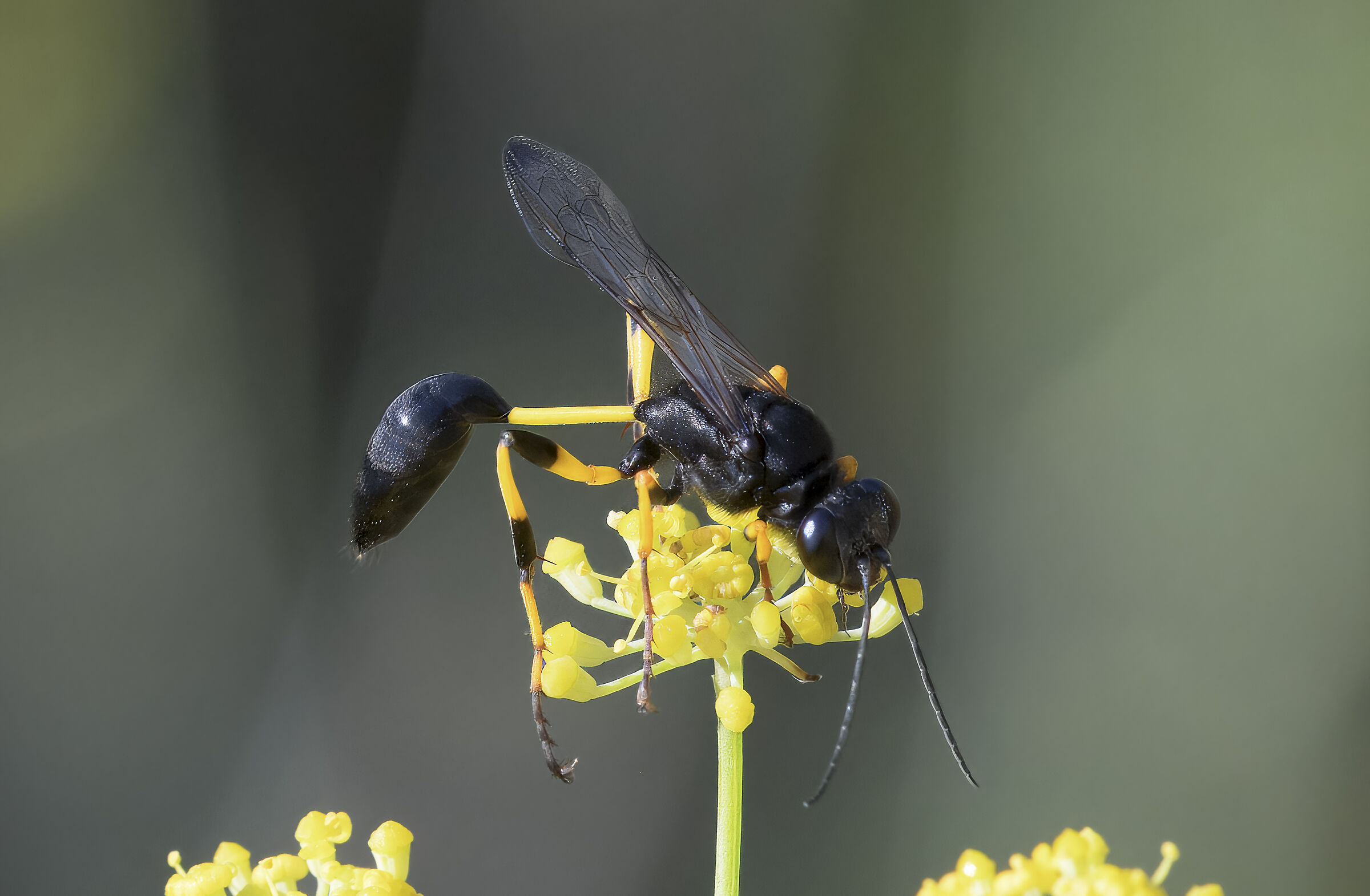 Sceliphron spirifex (Vespa vasaio)