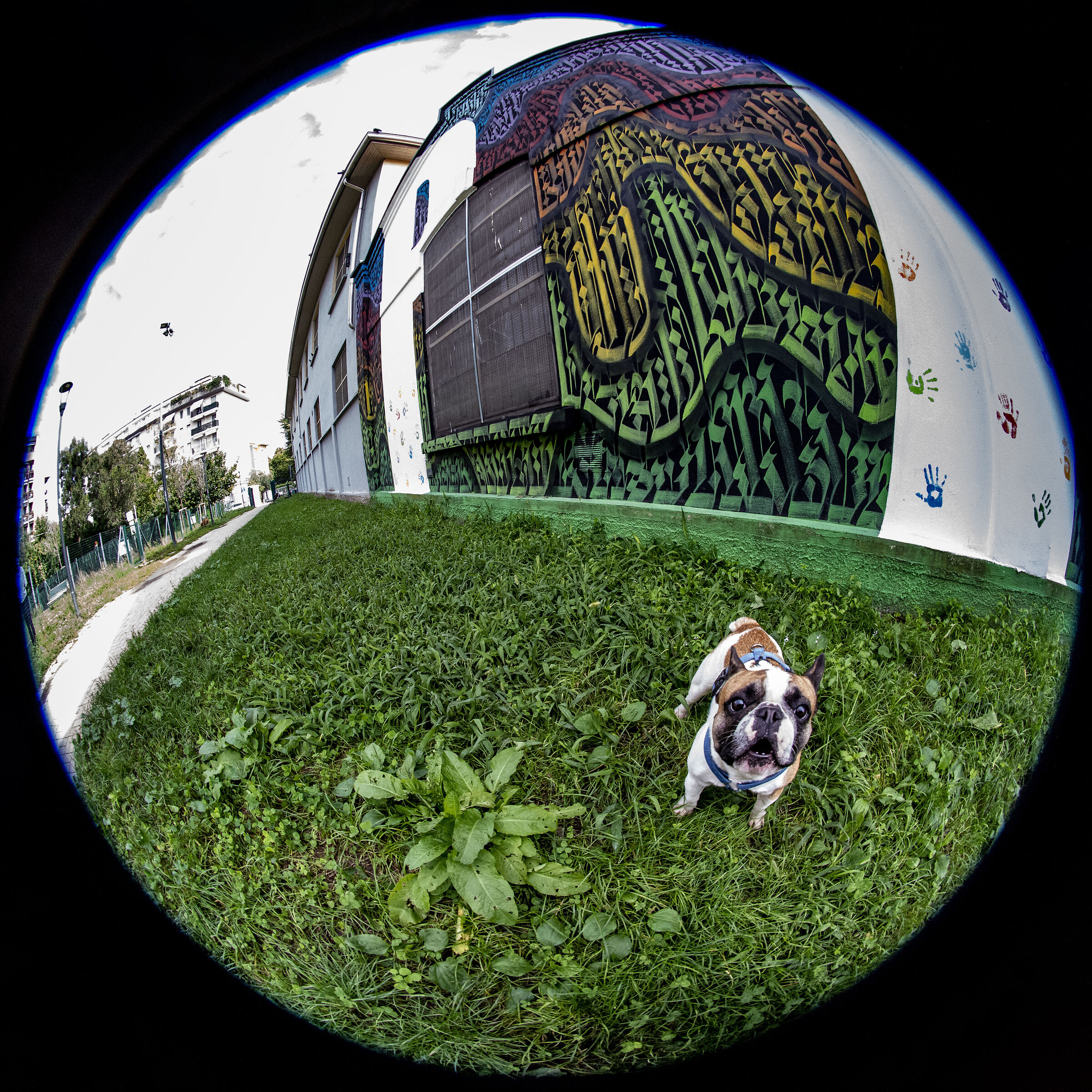 Dog...
