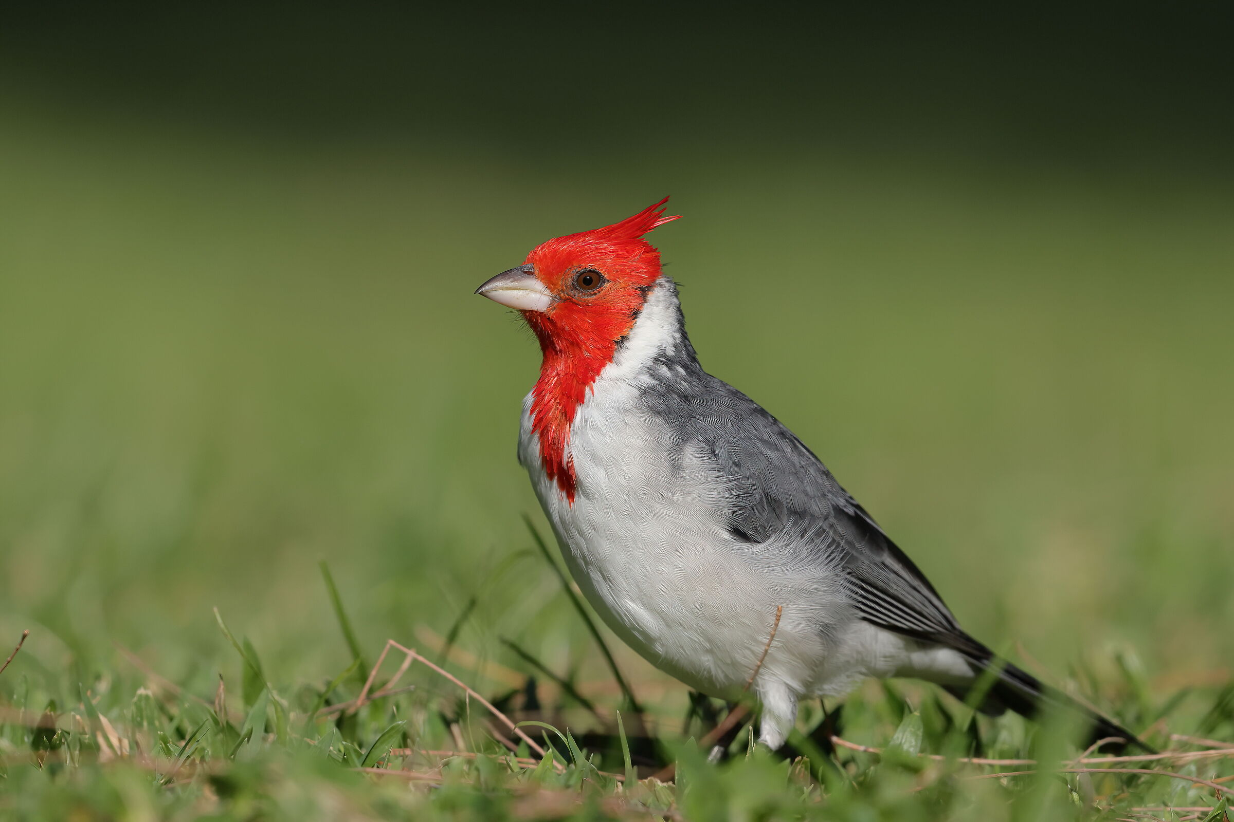 Red-tufted cardinal