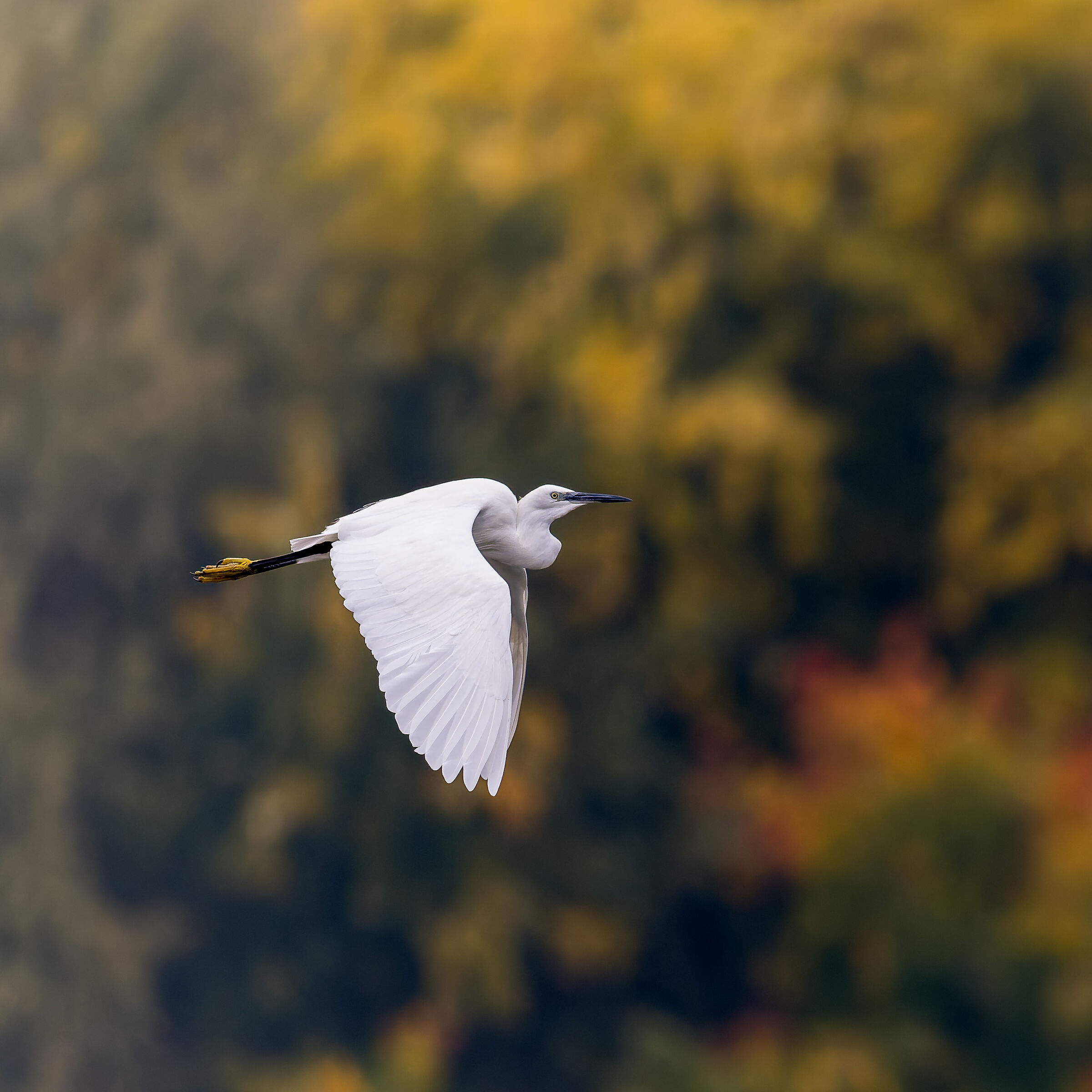 Egretta garzetta - Parco del Meisino - Turin