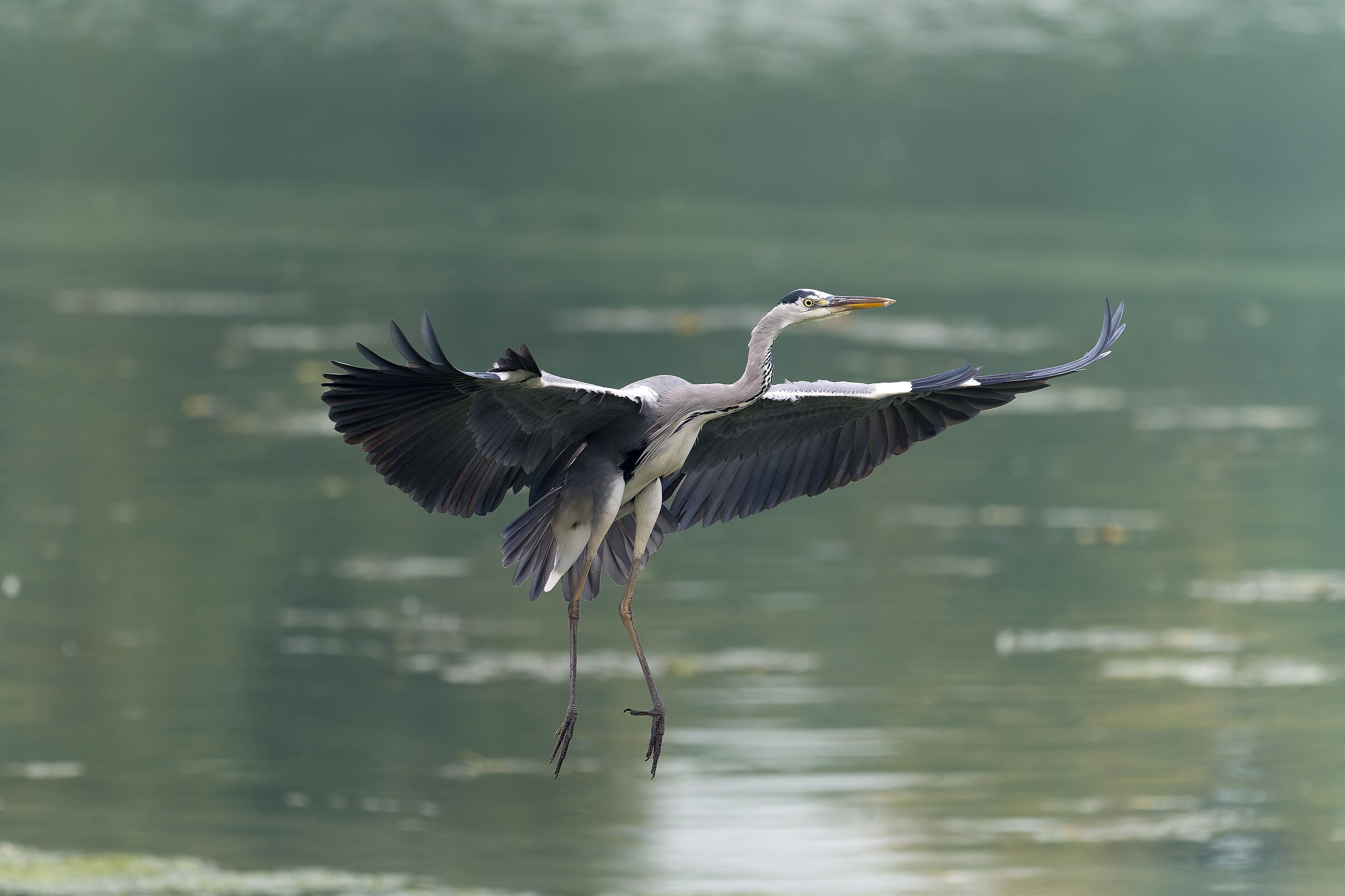 Ardea cinerea - Parco del Meisino - Turin