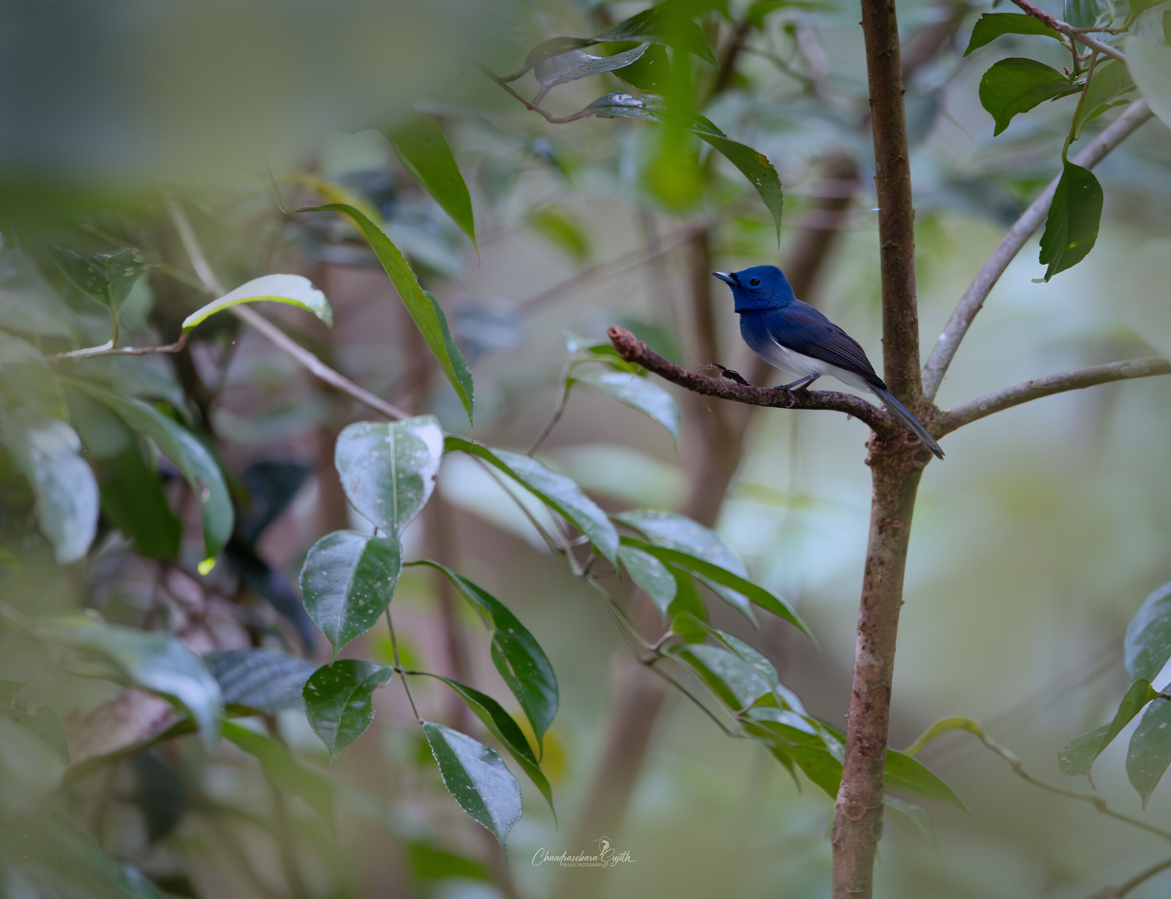 Male black-naped monarch