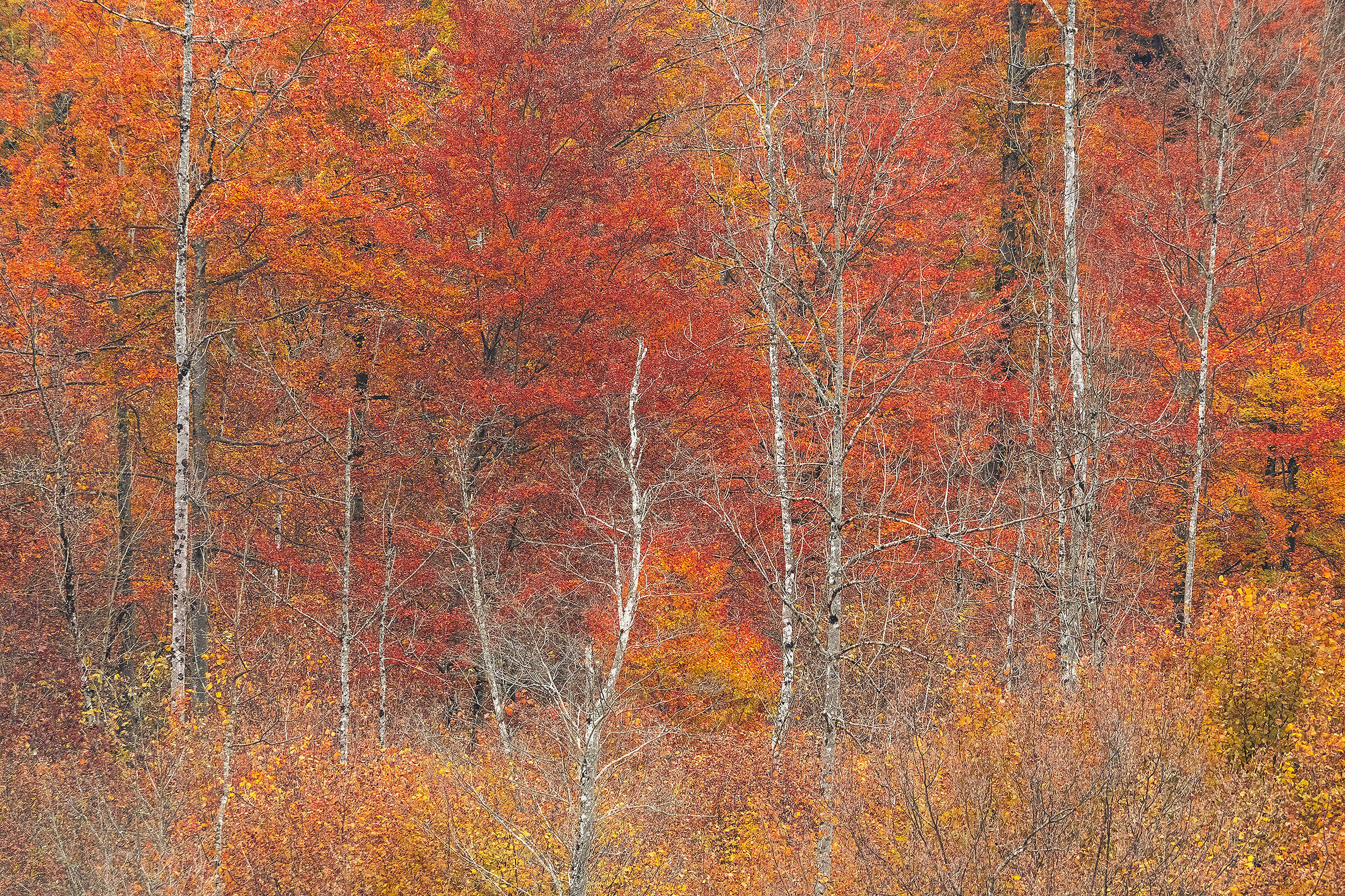 Texture autunnale