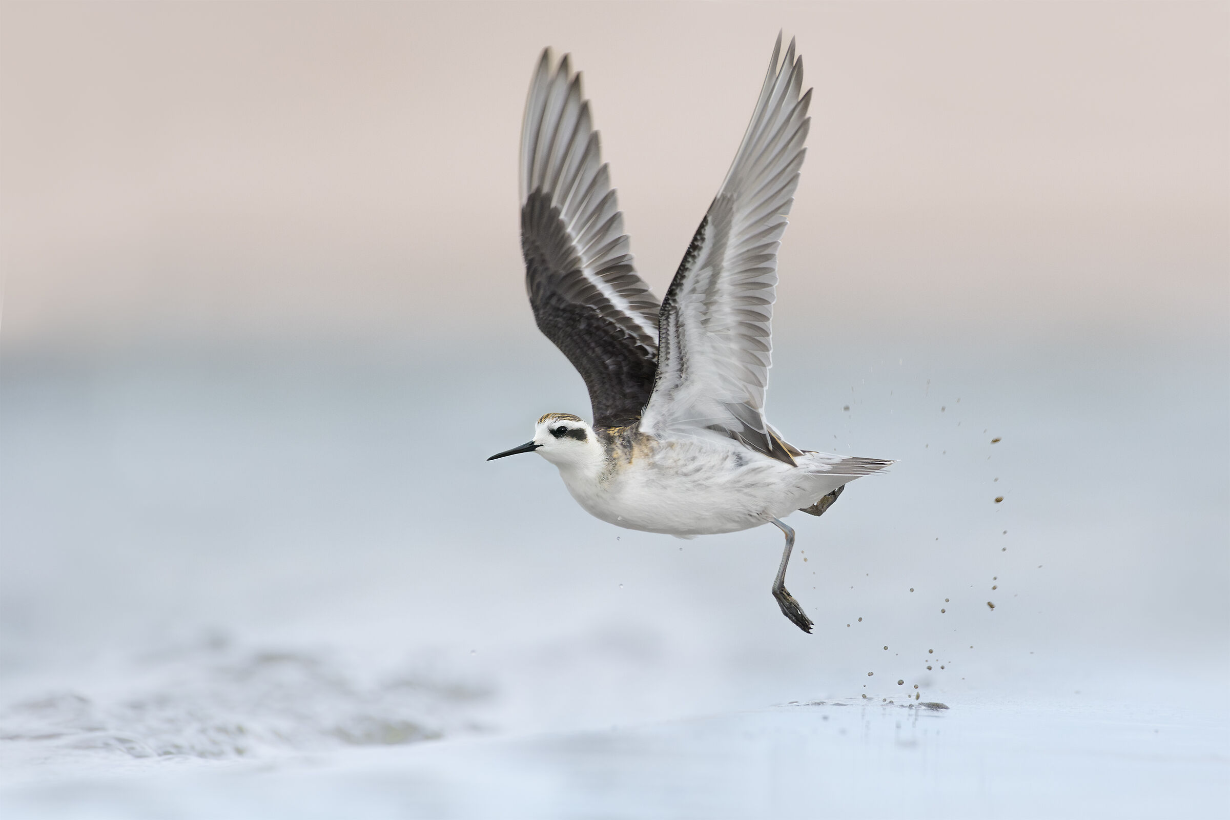 Falaropo beccosottile