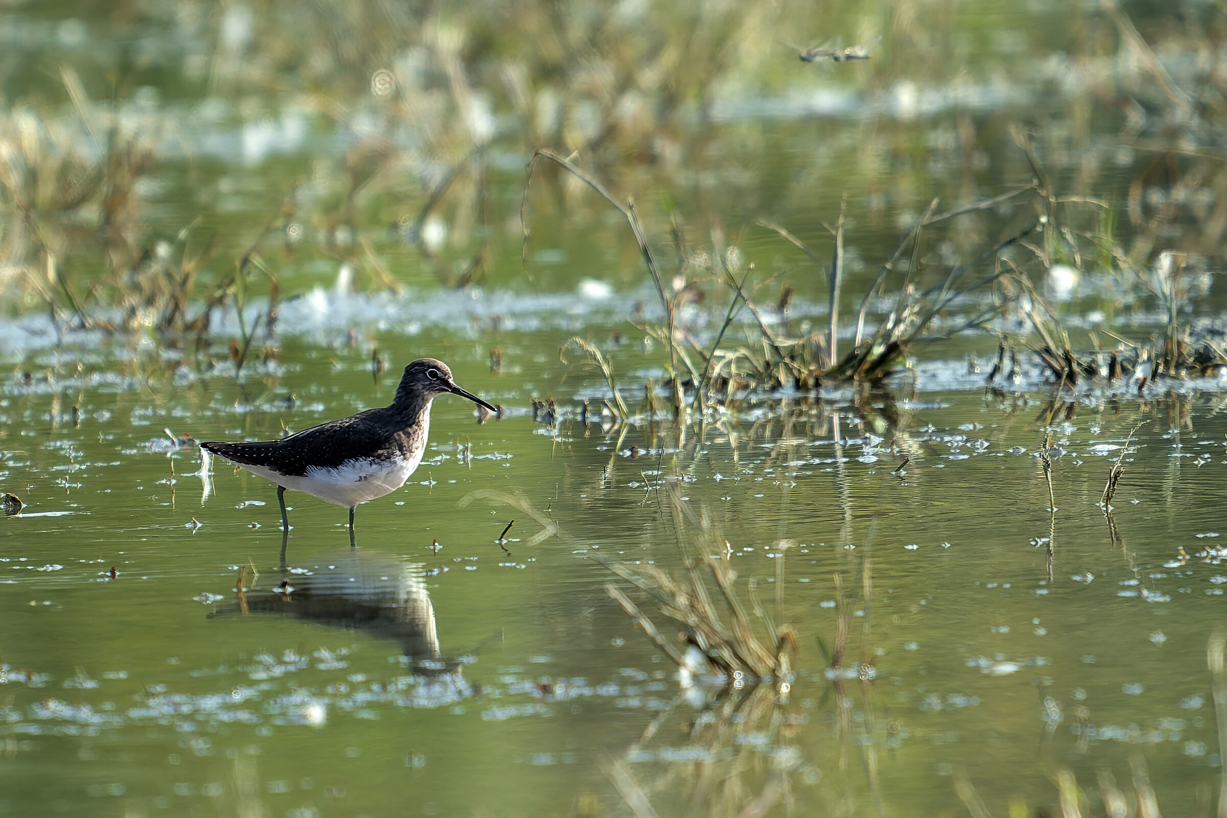 Wheatear Sandpiper