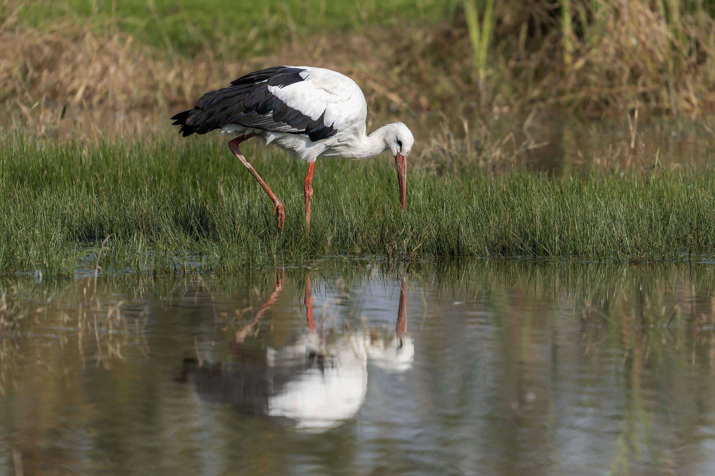 Stork with reflection