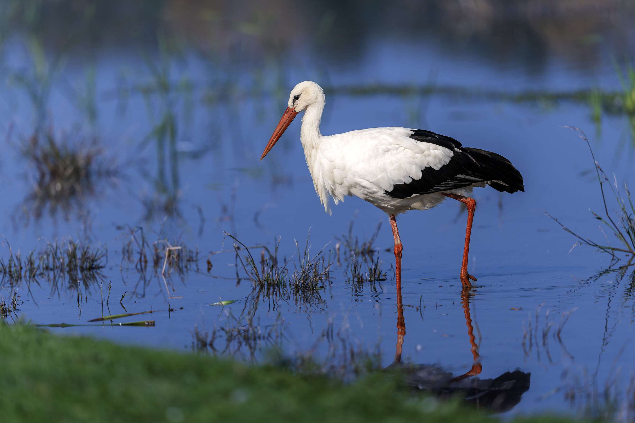 The stork in the blue