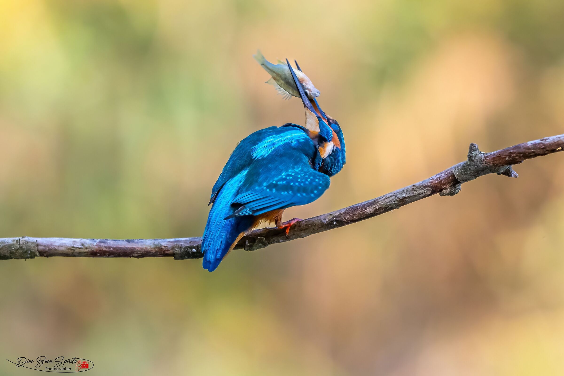 Kingfisher