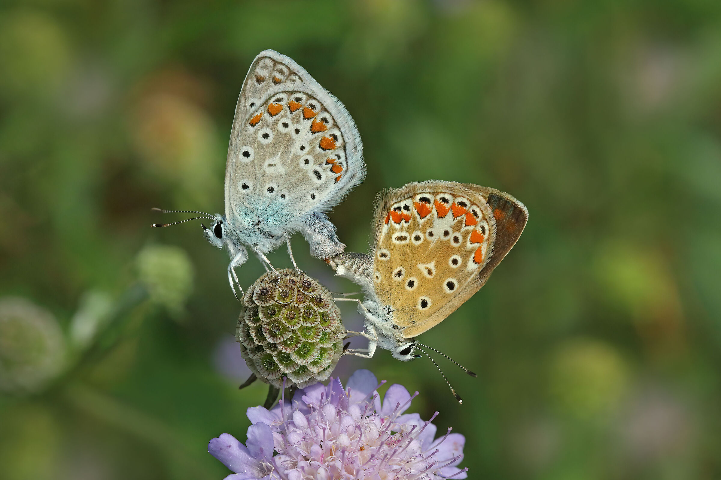 Polyommatus icarus M. e F.