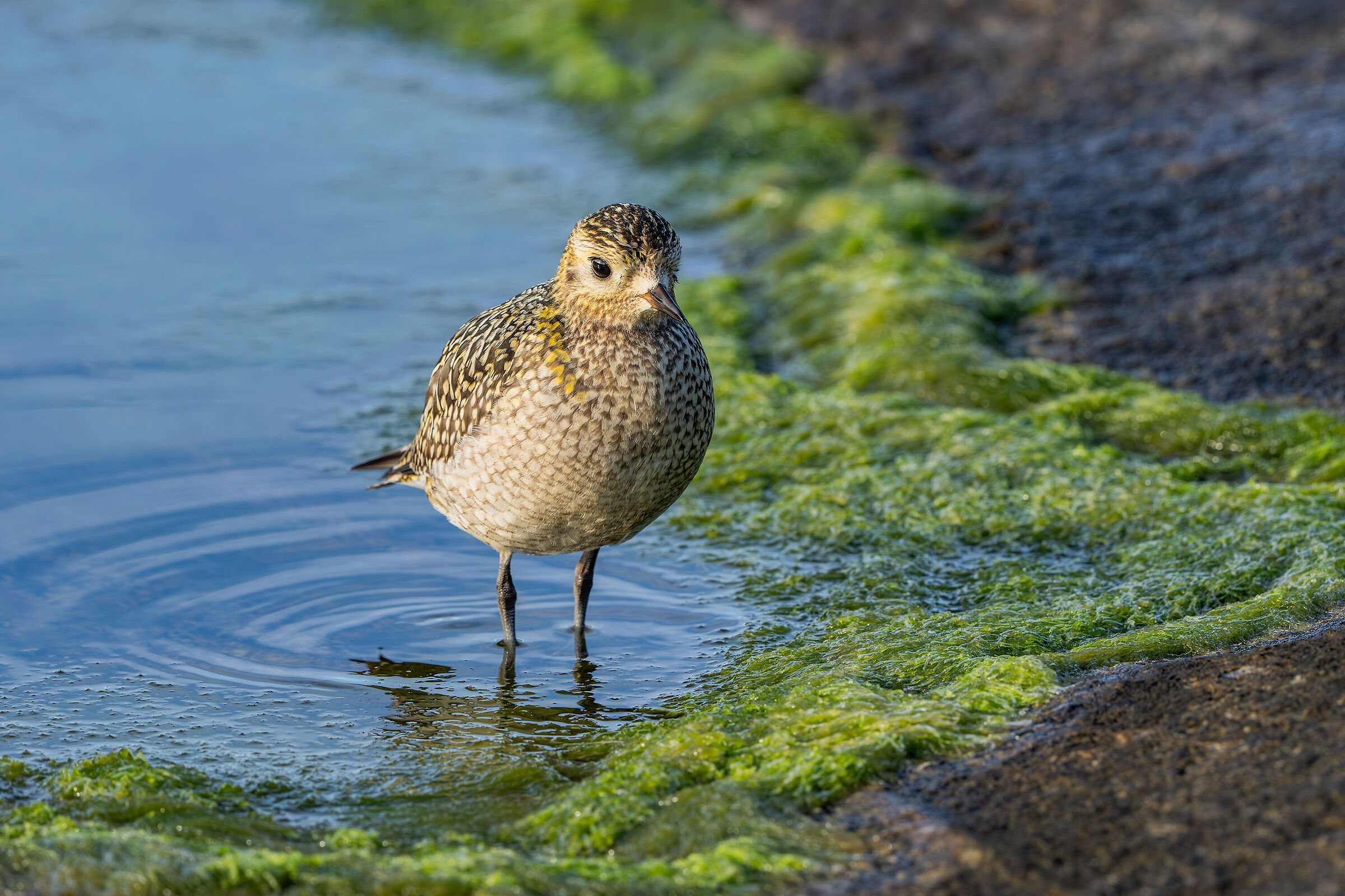 Golden Plover