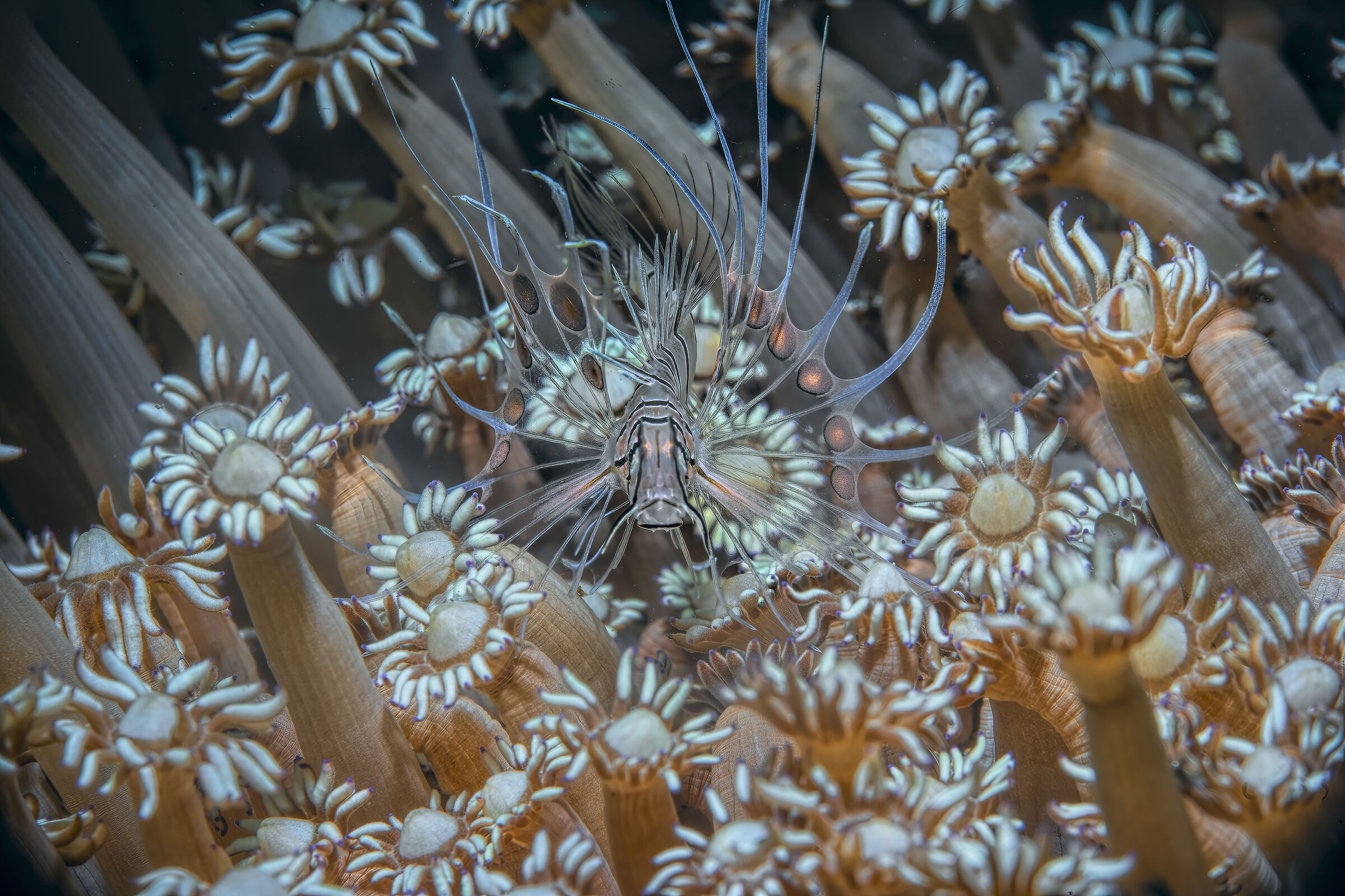 in mezzo ai fiori  pesce scorpione baby