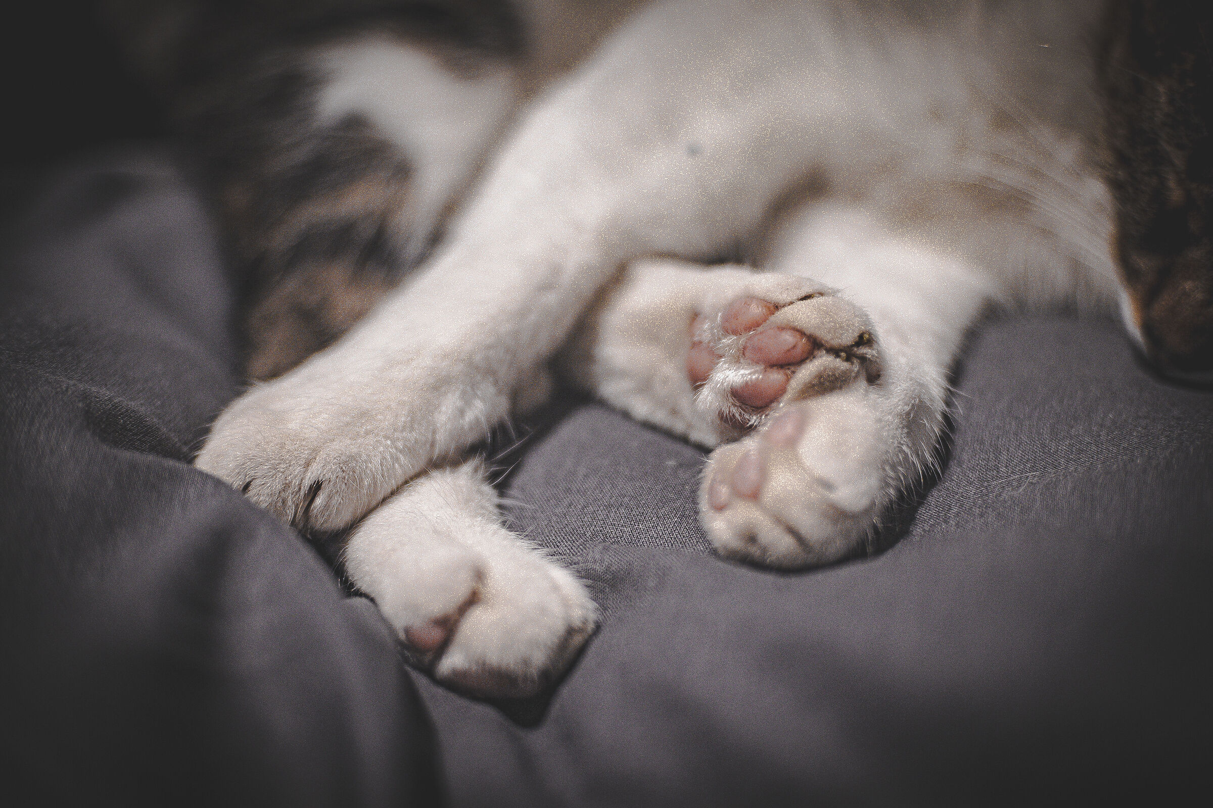 Cookie paws