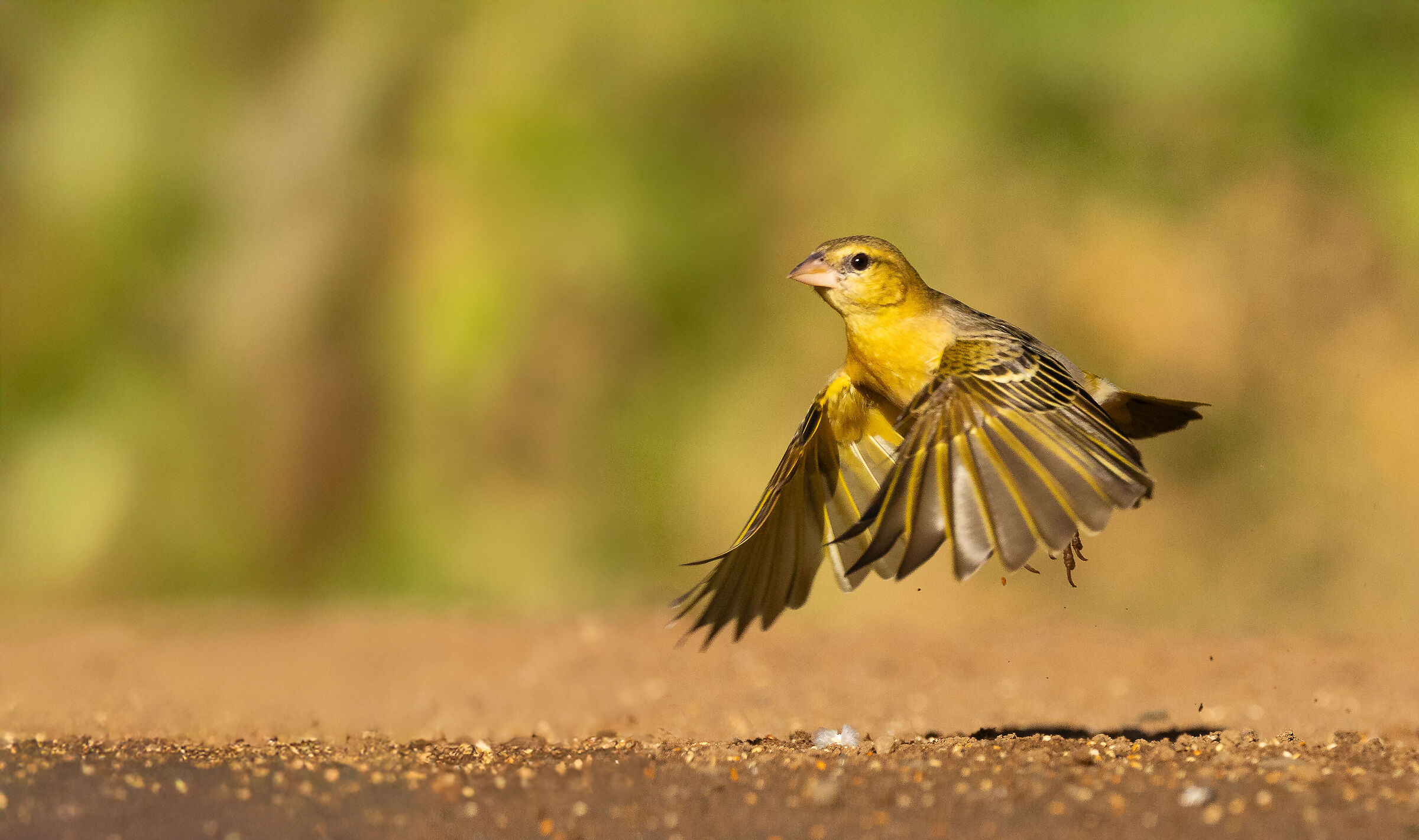weaver