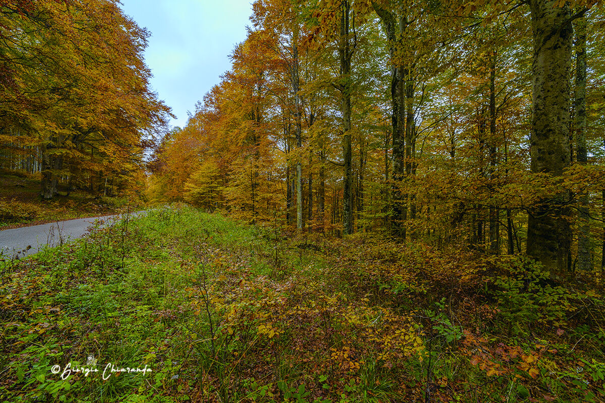 foliage (magico Pizzoc) Veneto