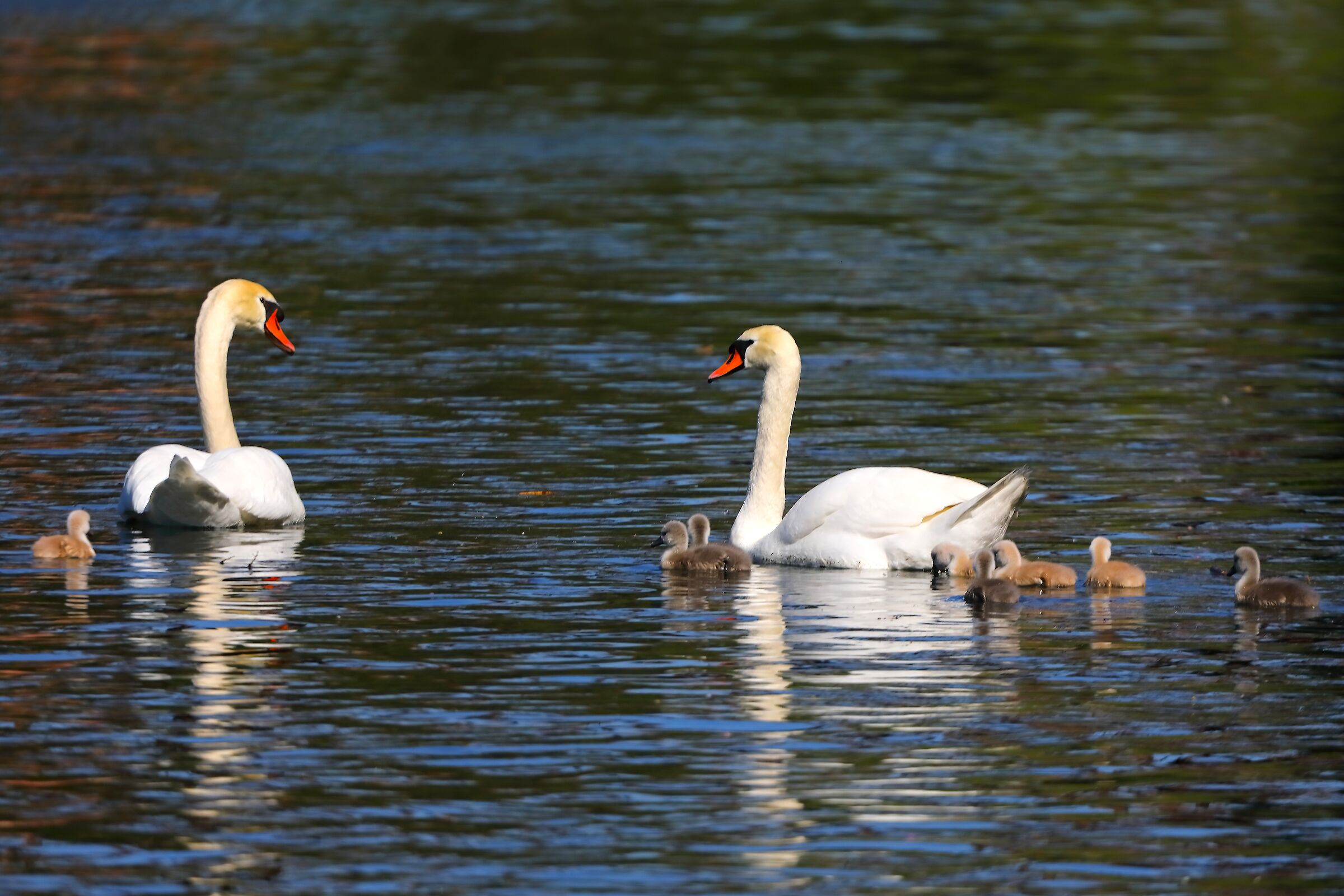 Cigni R 02 maggio 2025 - 0111