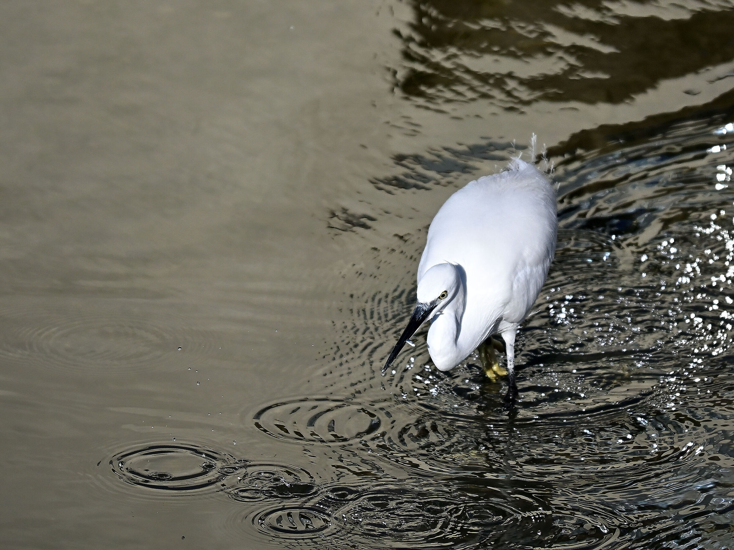 Egret