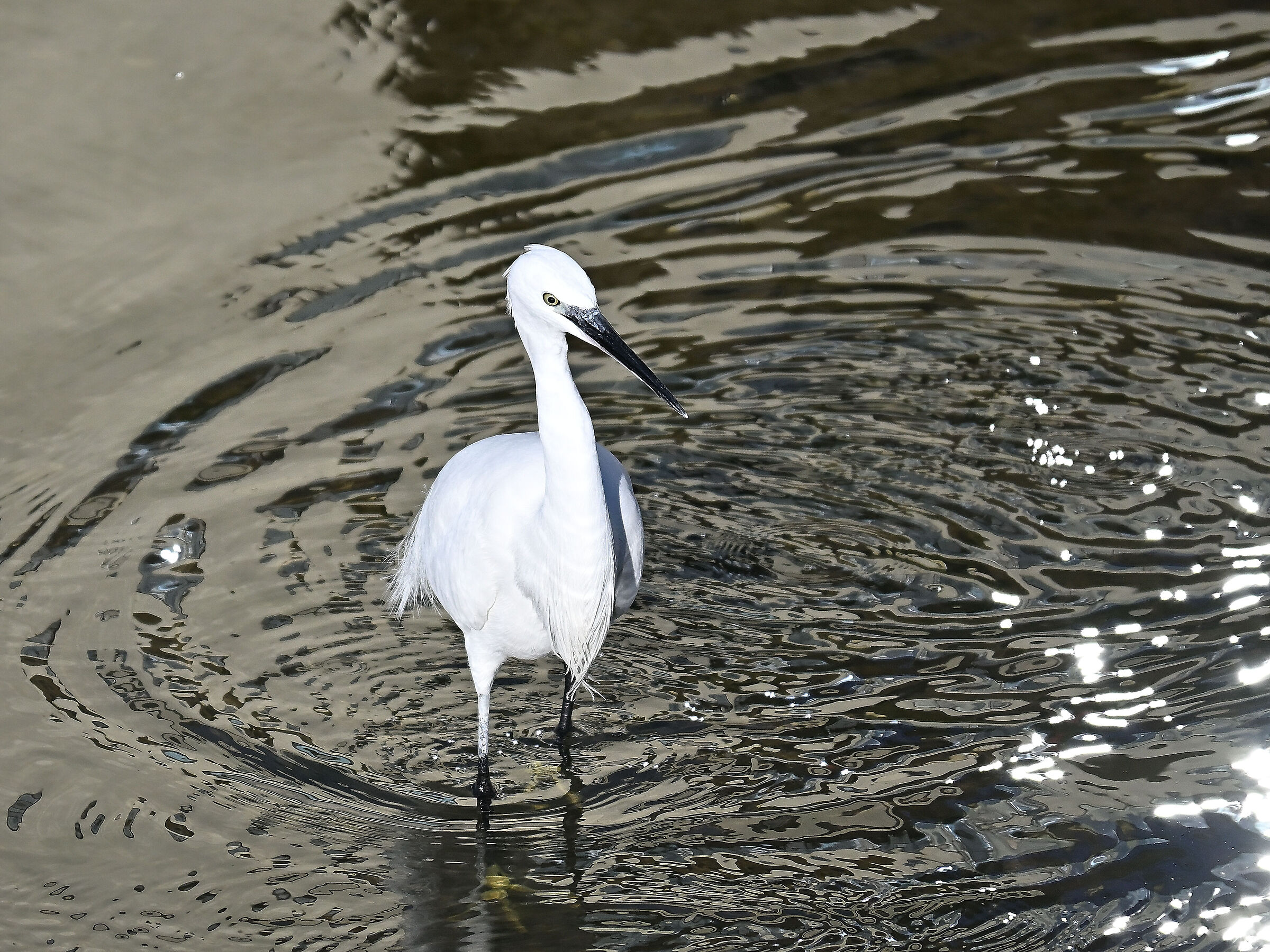 Egret
