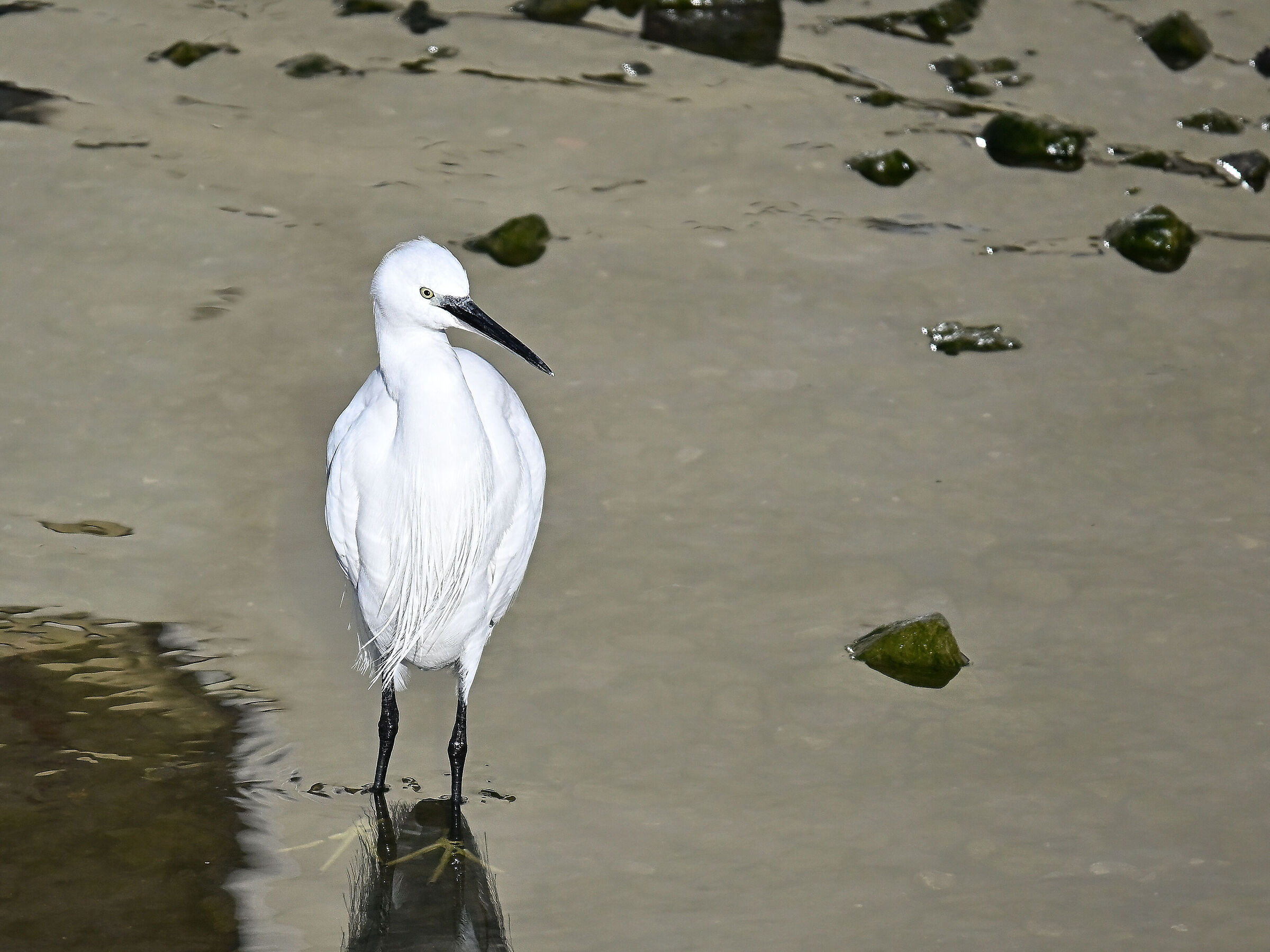 Egret