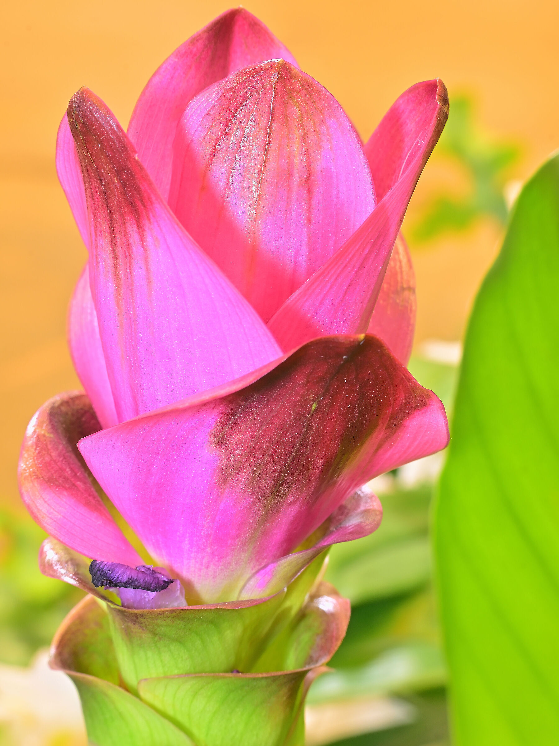 Curcuma alismatfolia