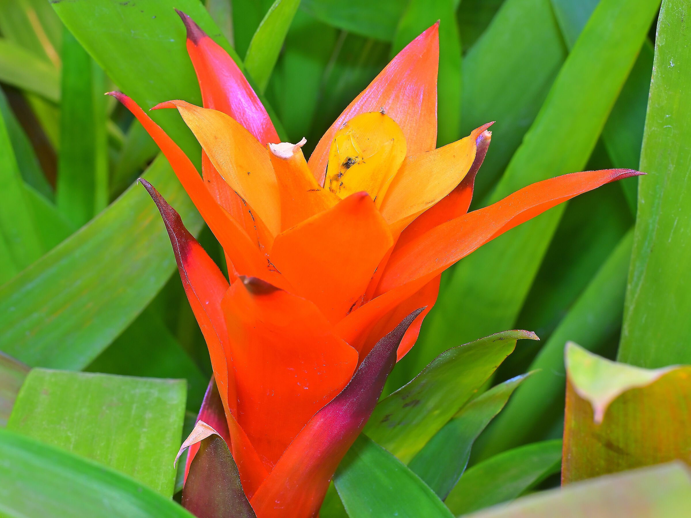 Bromelia Guzmania