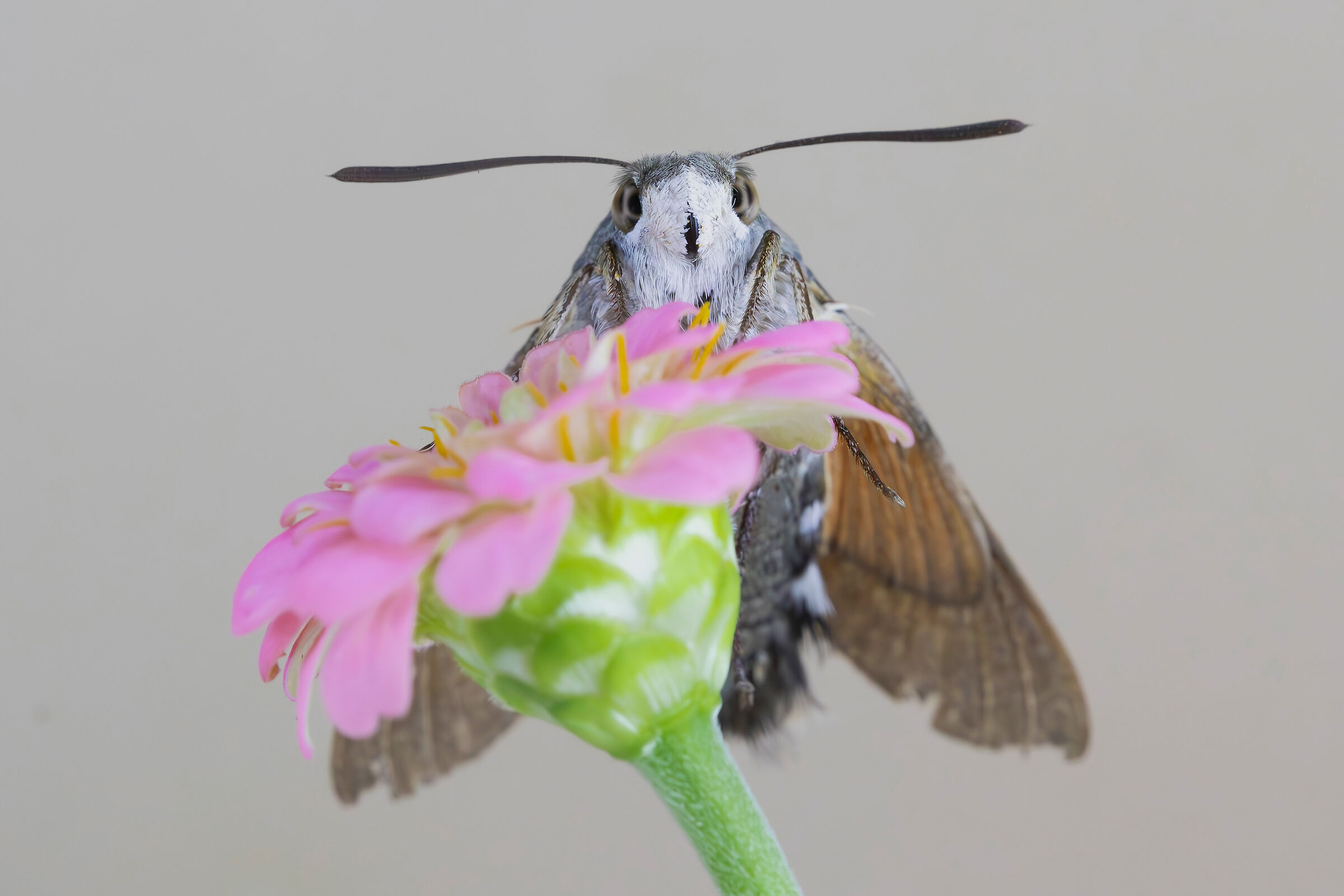 Macroglossum stellatarum