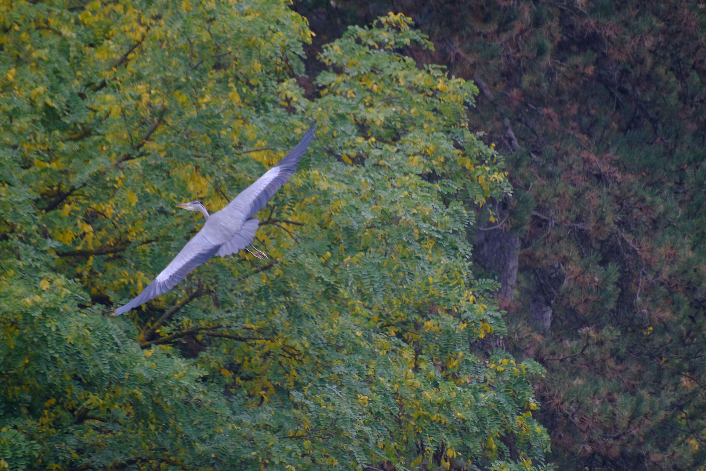airone cenerino in volo