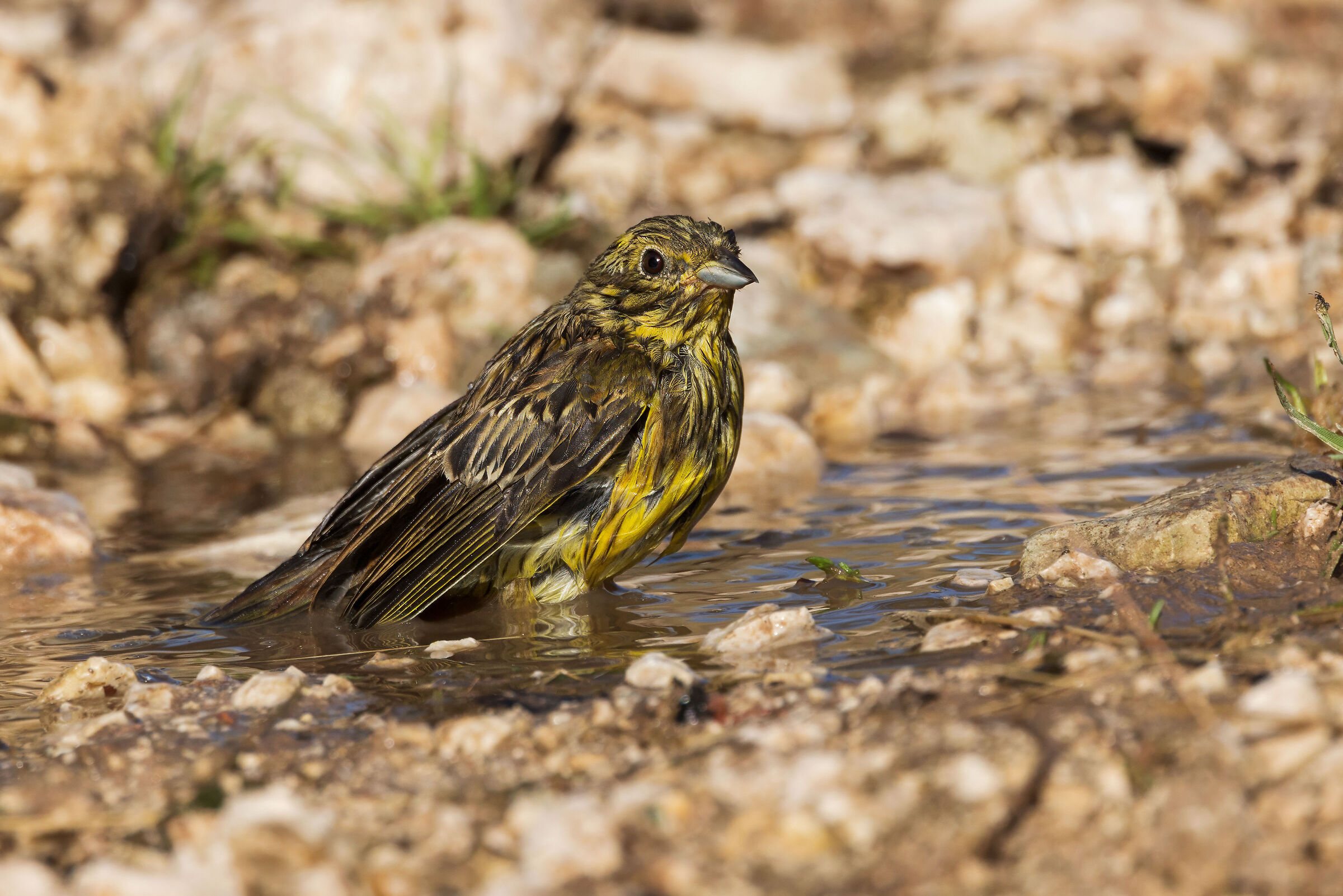 Zigolo nero (Emberiza cirlus)