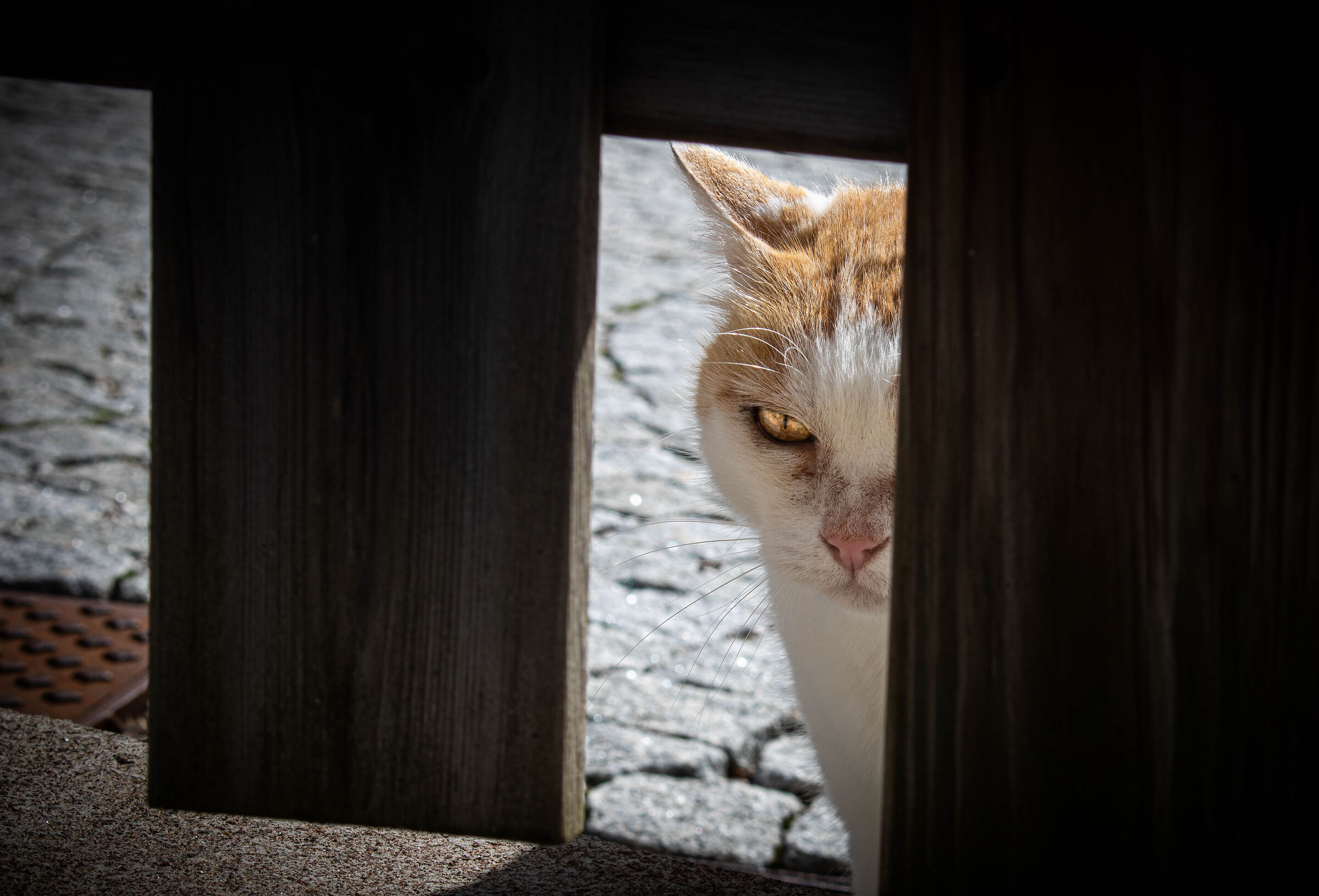 The cat that bullies dogs in Moena