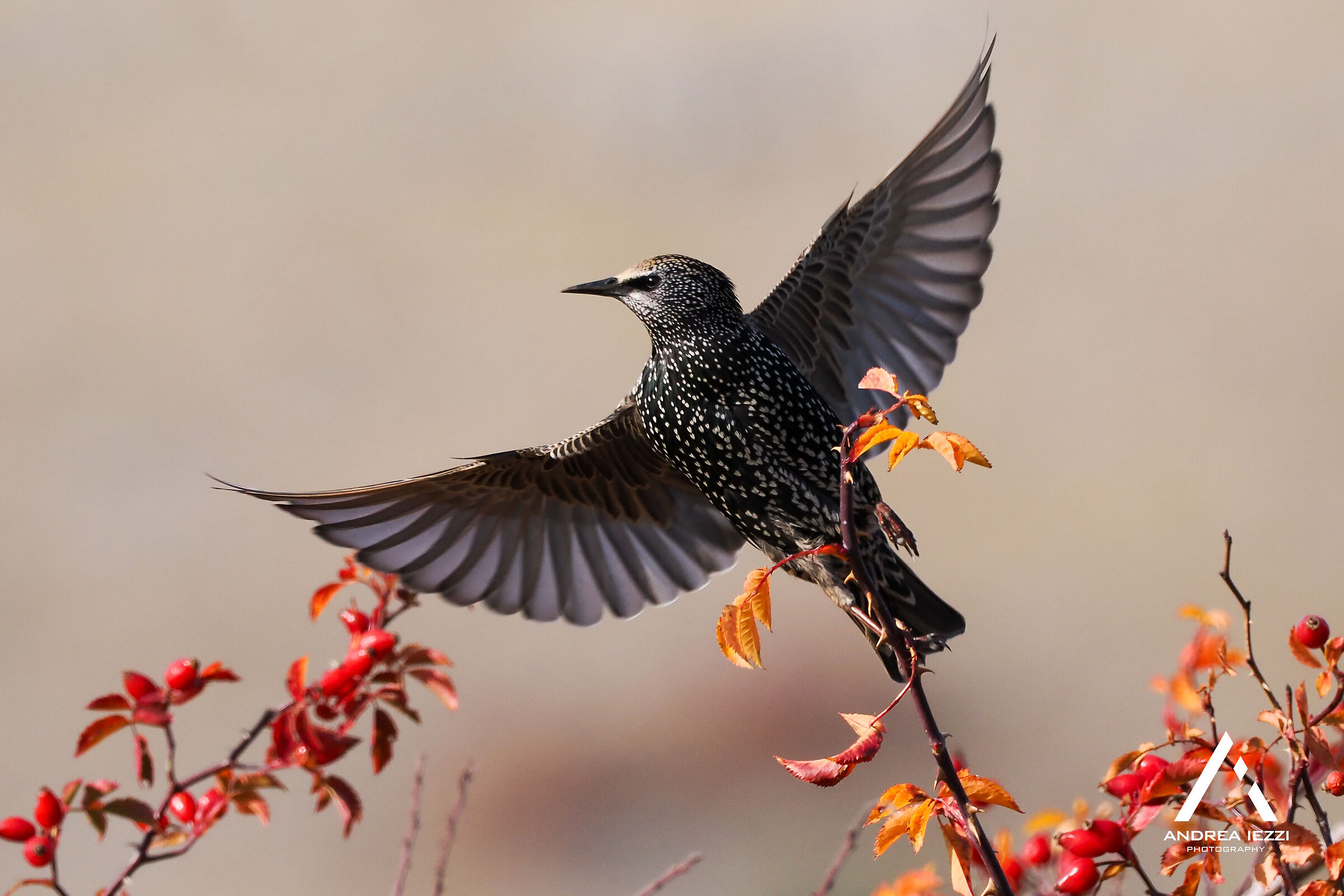 Starling