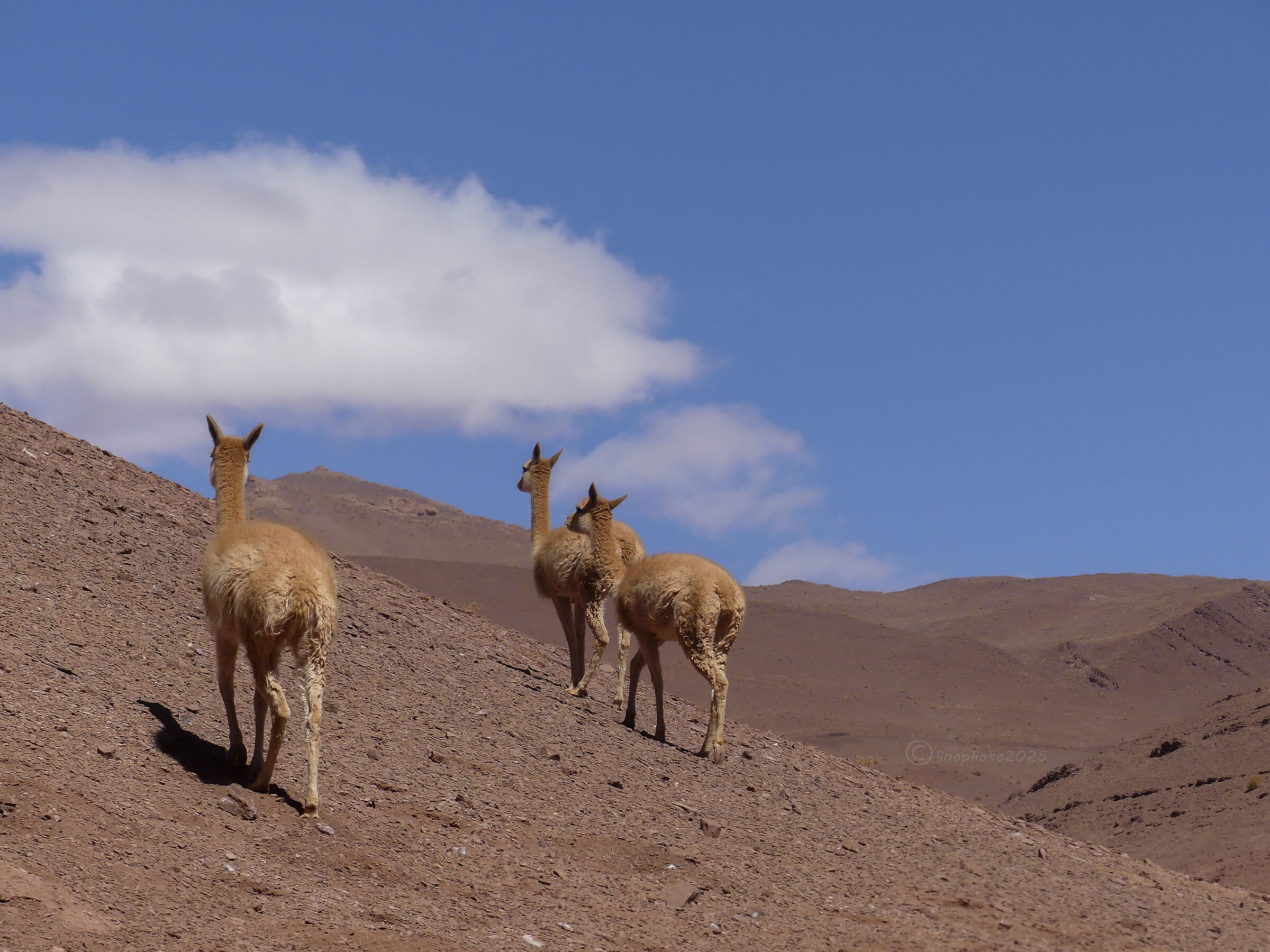 Along the slopes of the Puna