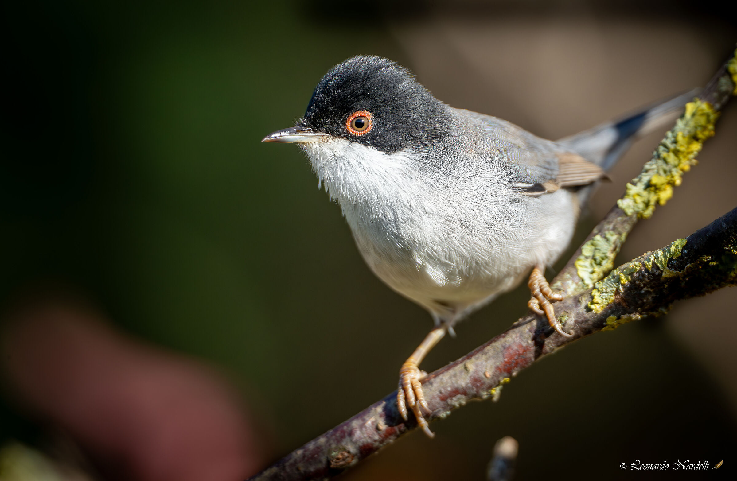 Occhiocotto (Sylvia melanocephala)