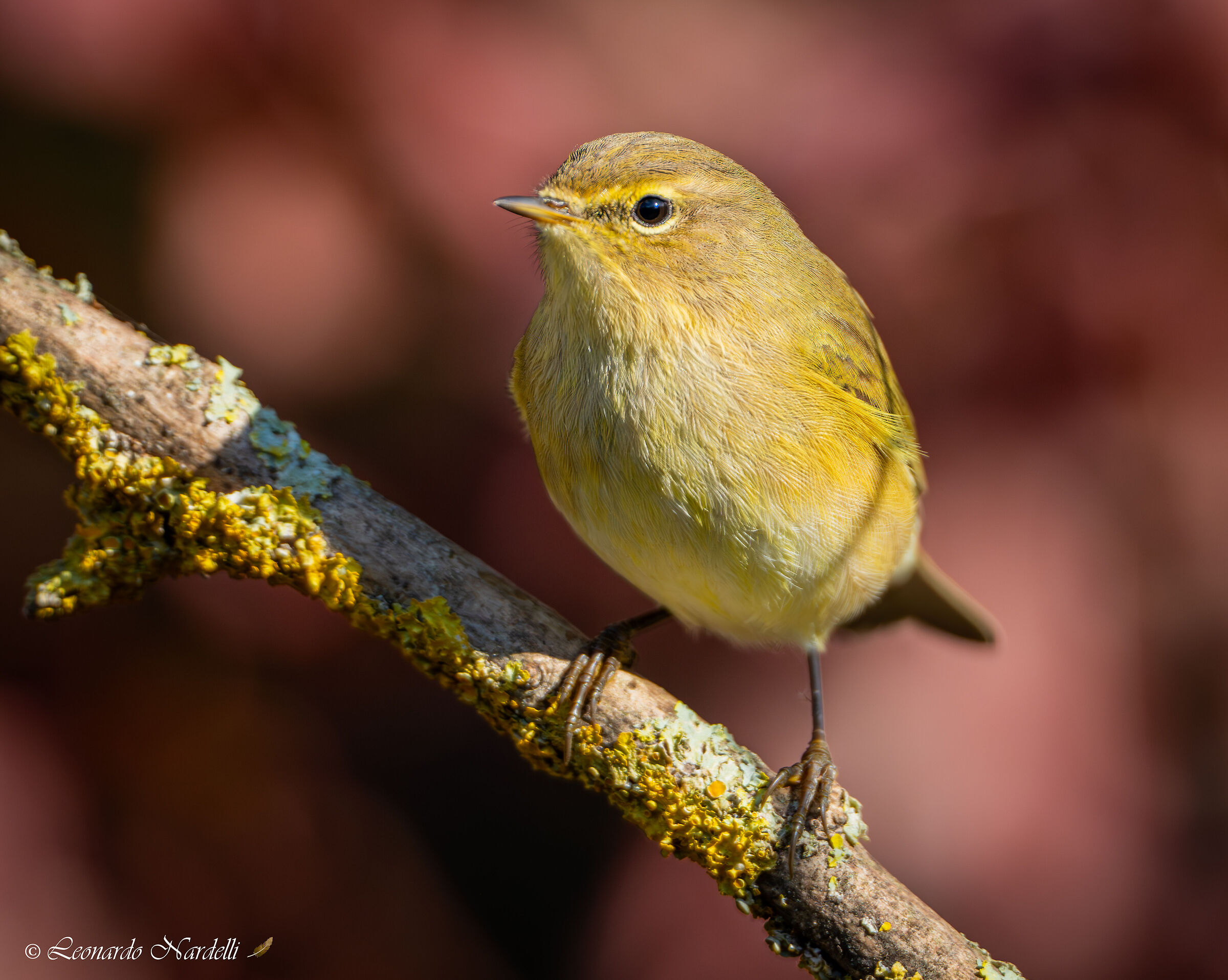Luì piccolo (Phylloscopus collybita)
